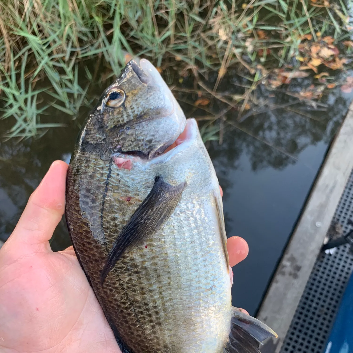 The most recent Southern black bream catches on Fishbrain