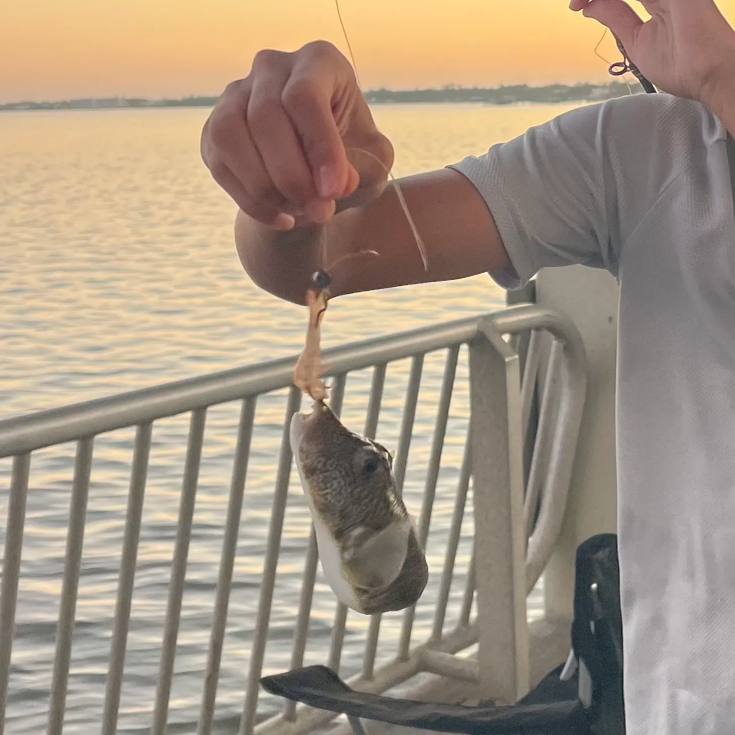 The most recent Southern puffer catches on Fishbrain