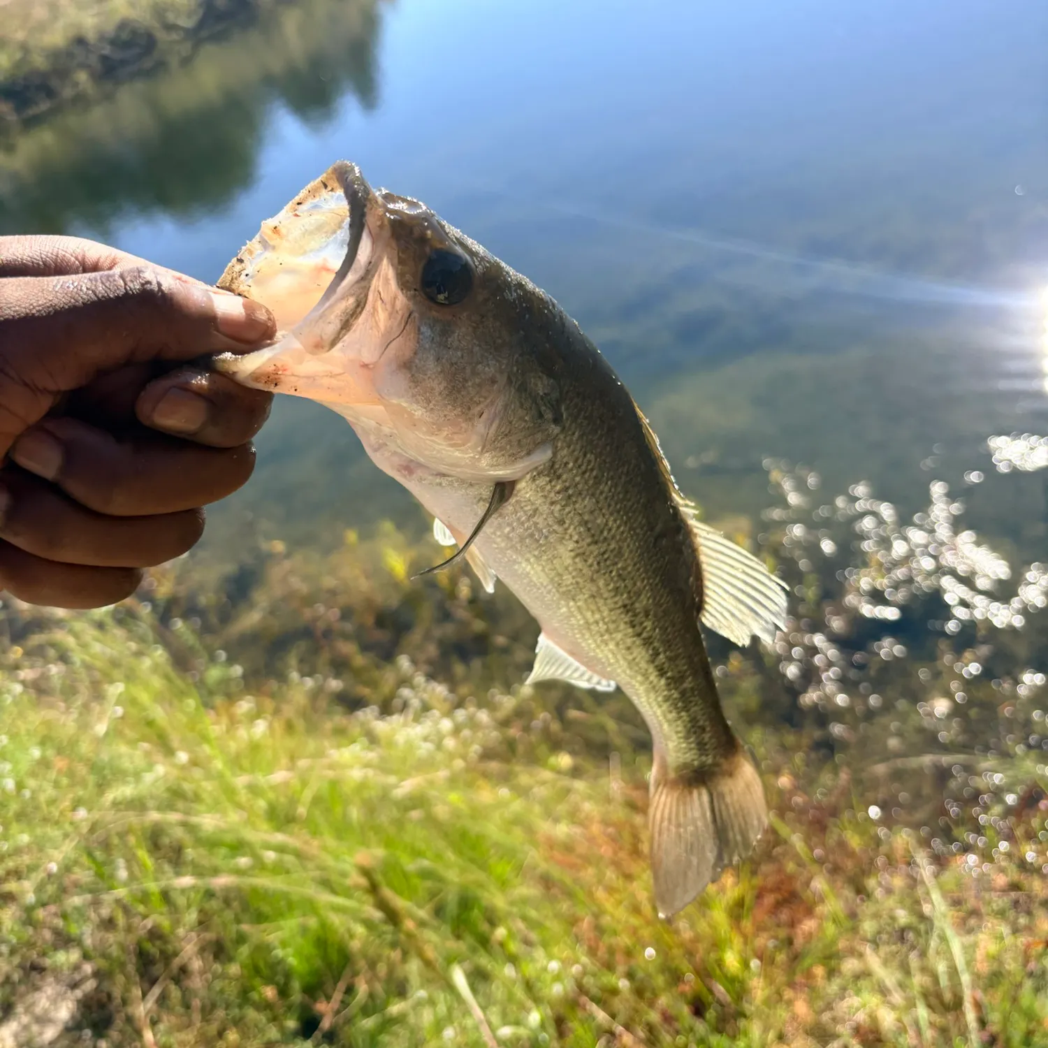 Largemouth bass caught on Fishbrain
