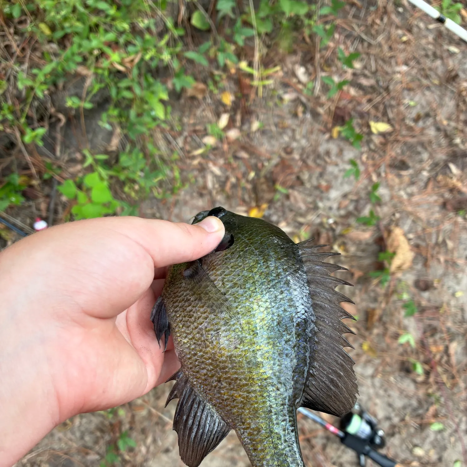 Bluegill caught on Fishbrain