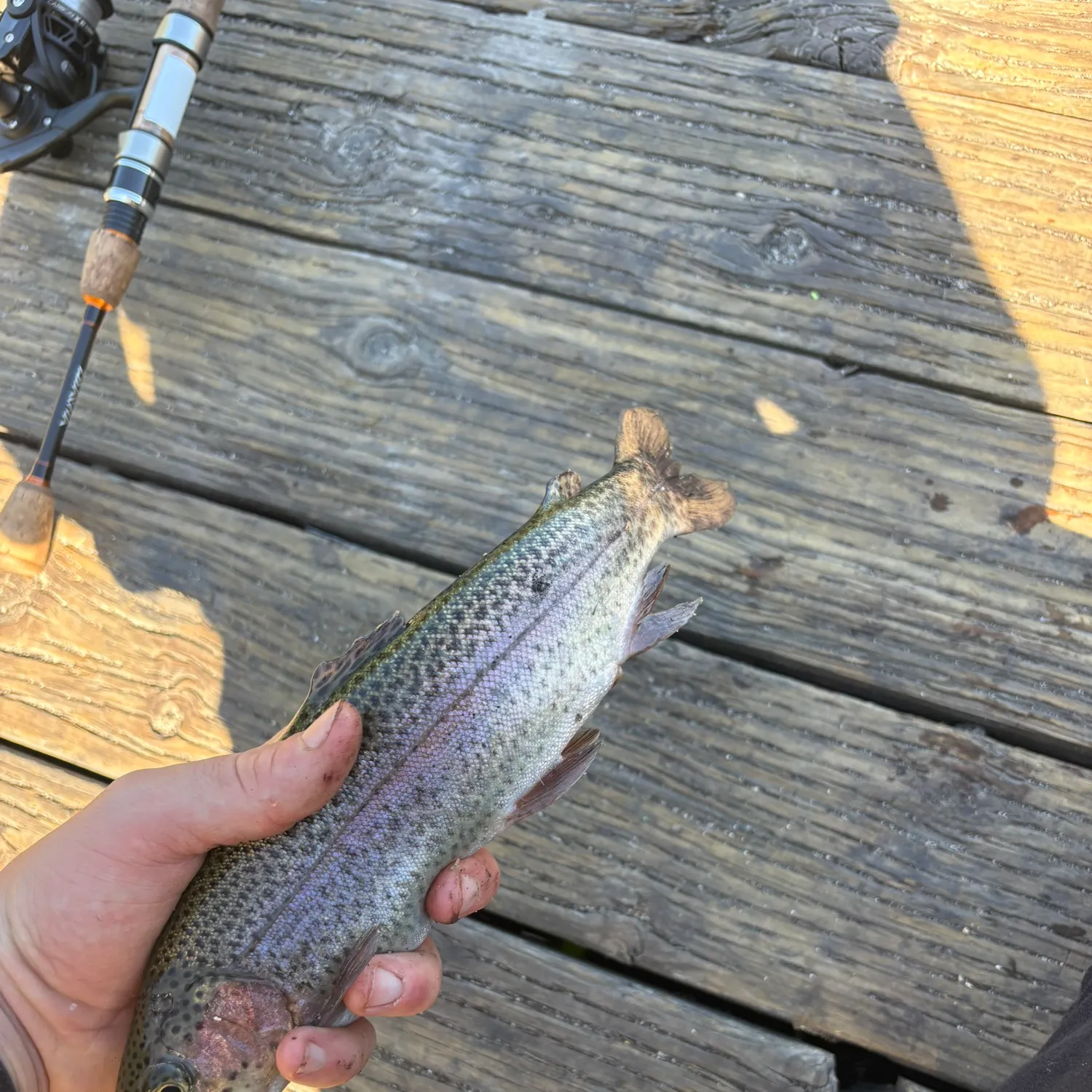Rainbow trout caught on Fishbrain