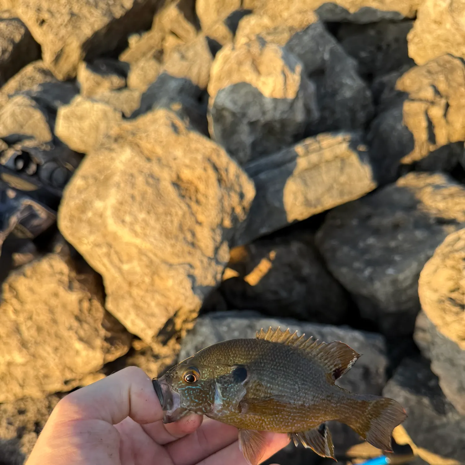 Green sunfish caught on Fishbrain