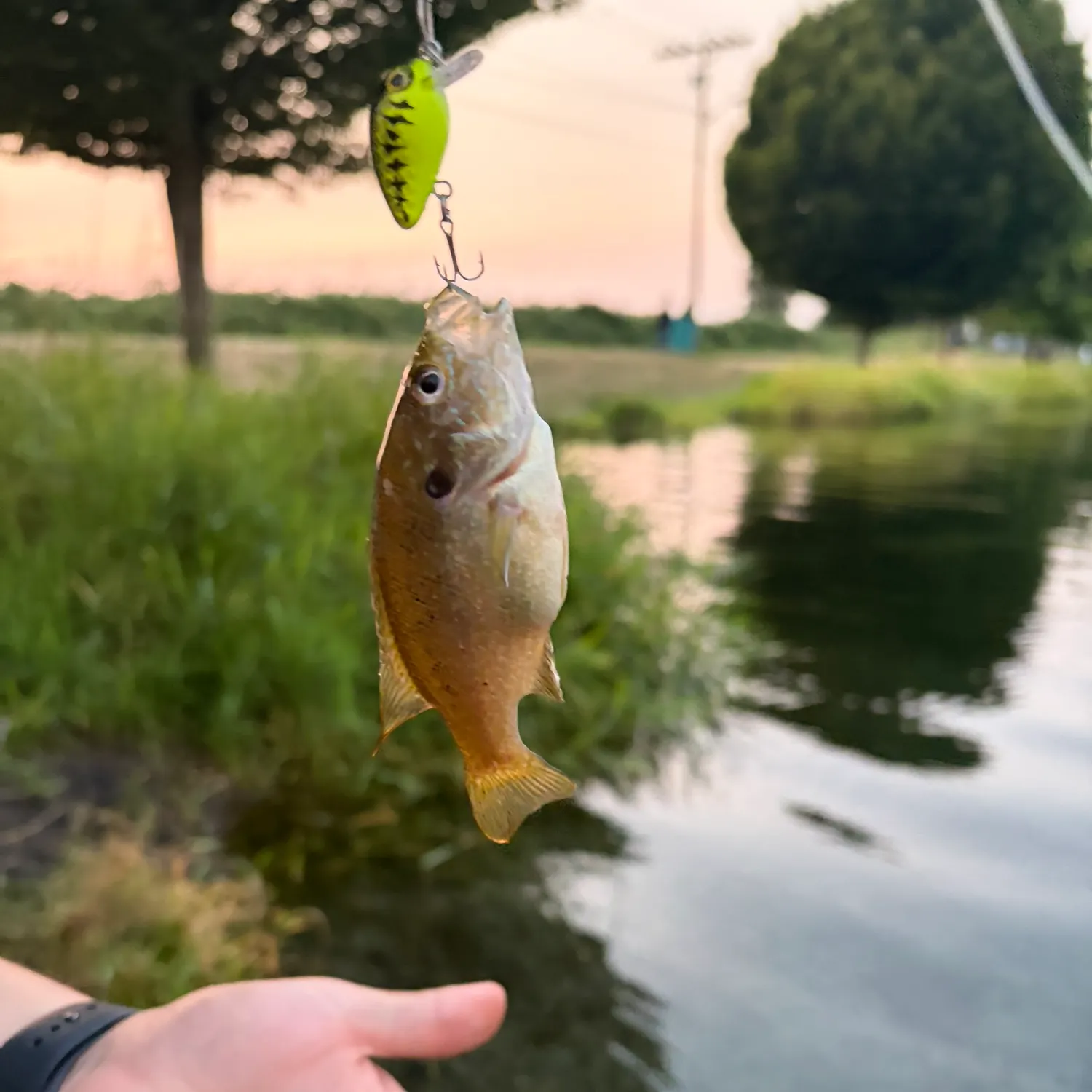catch