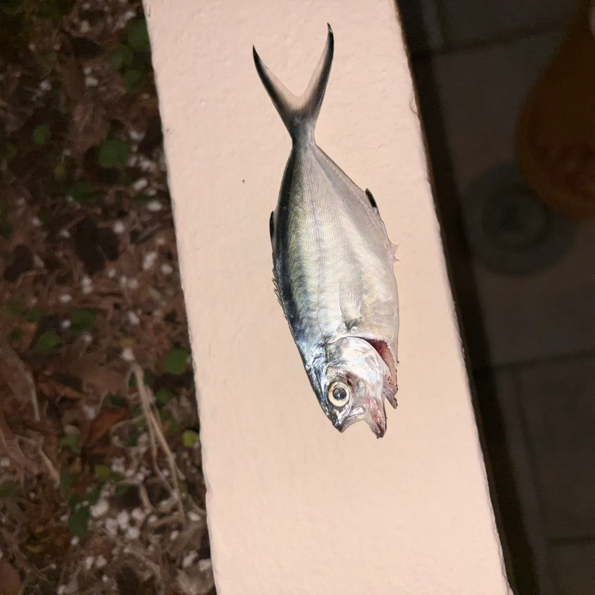 The most recent Leerfish catches on Fishbrain