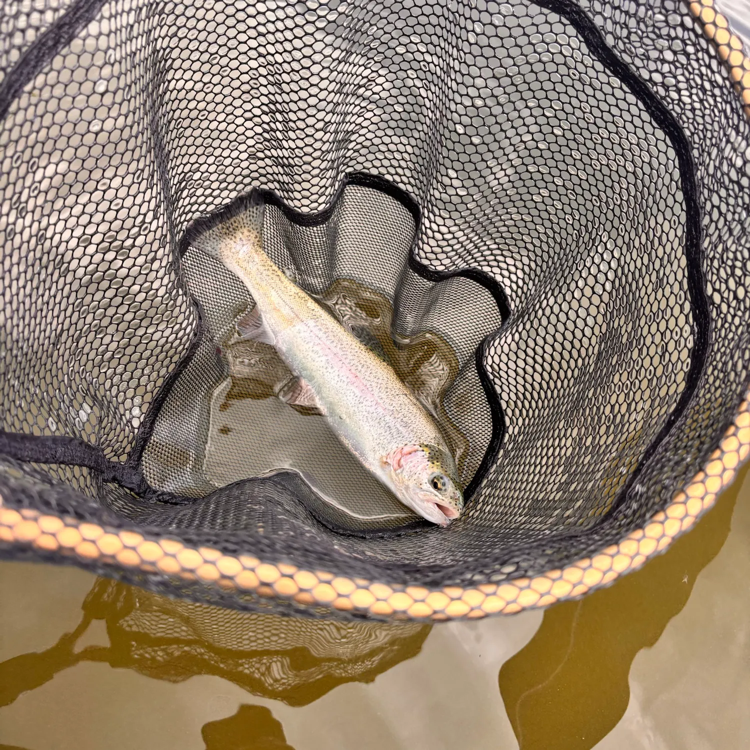 Rainbow trout caught on Fishbrain
