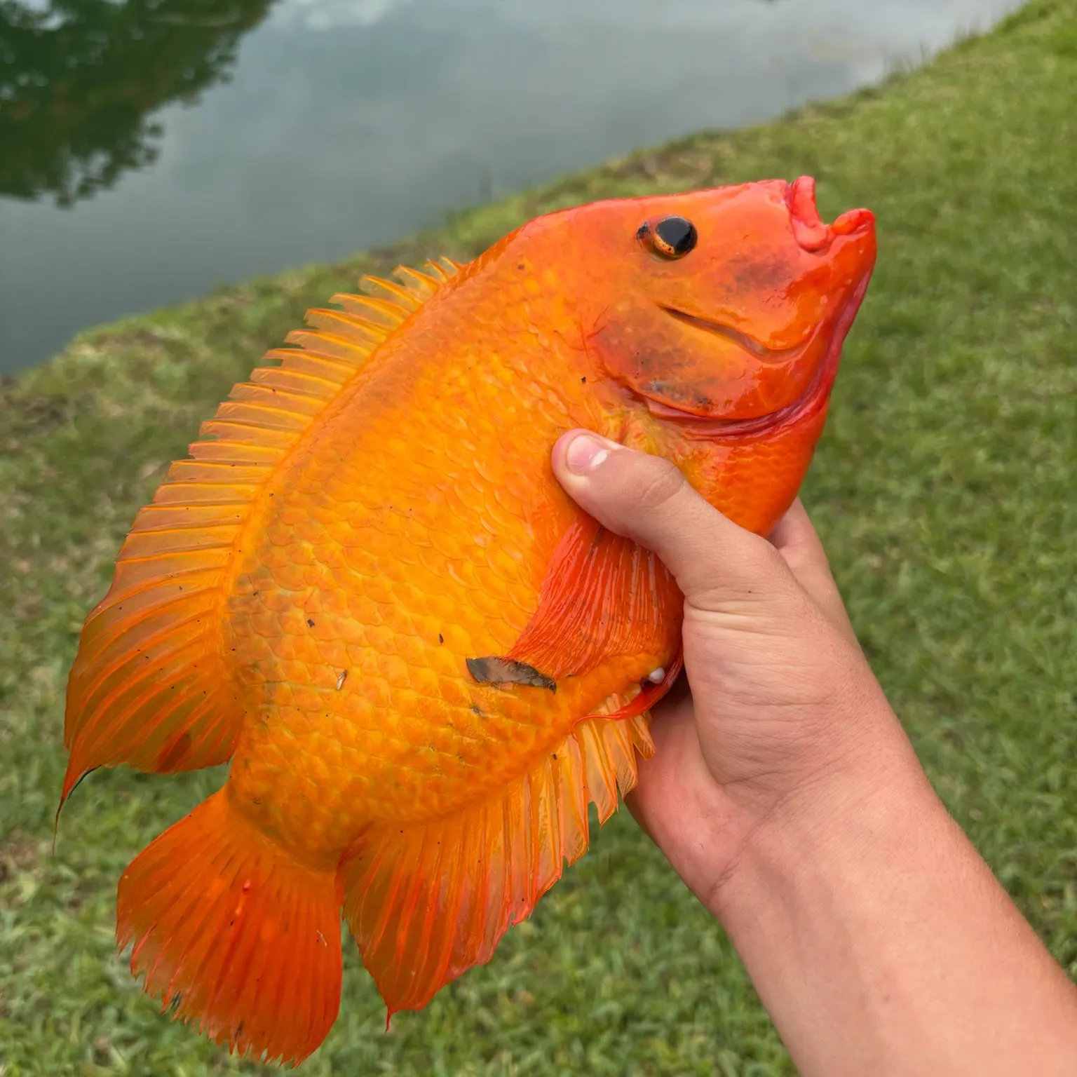 The most recent Midas cichlid catches on Fishbrain
