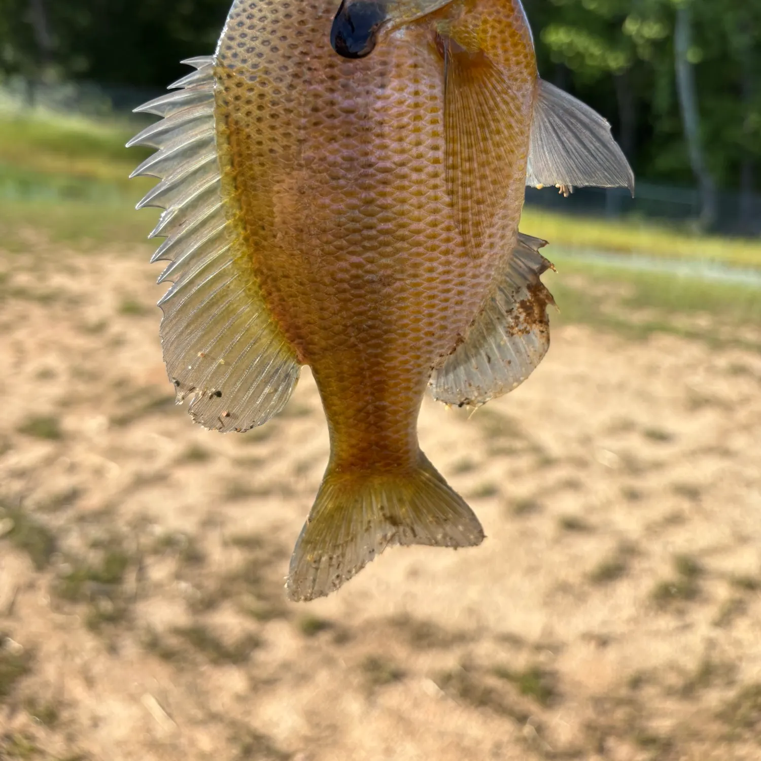 Bluegill caught on Fishbrain