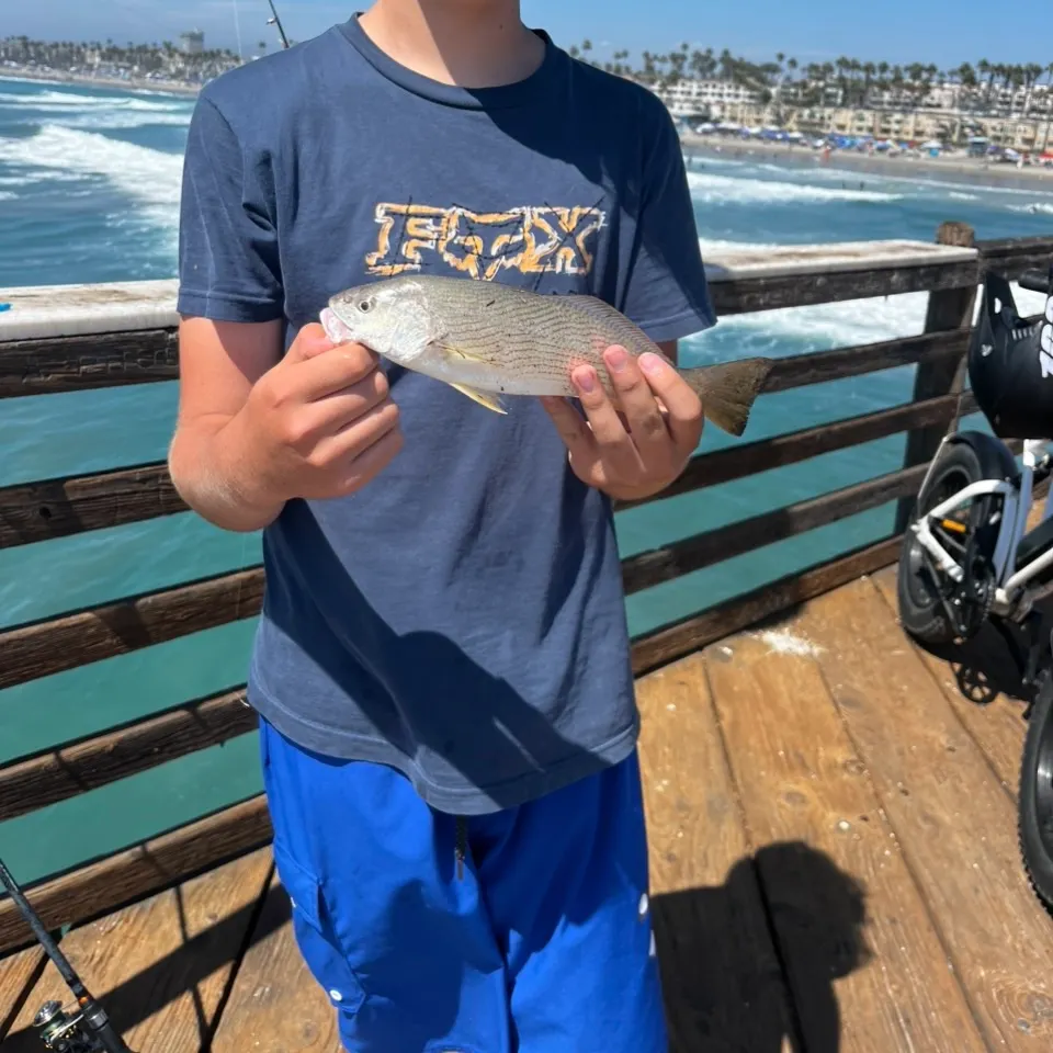 Yellowfin croaker caught on Fishbrain