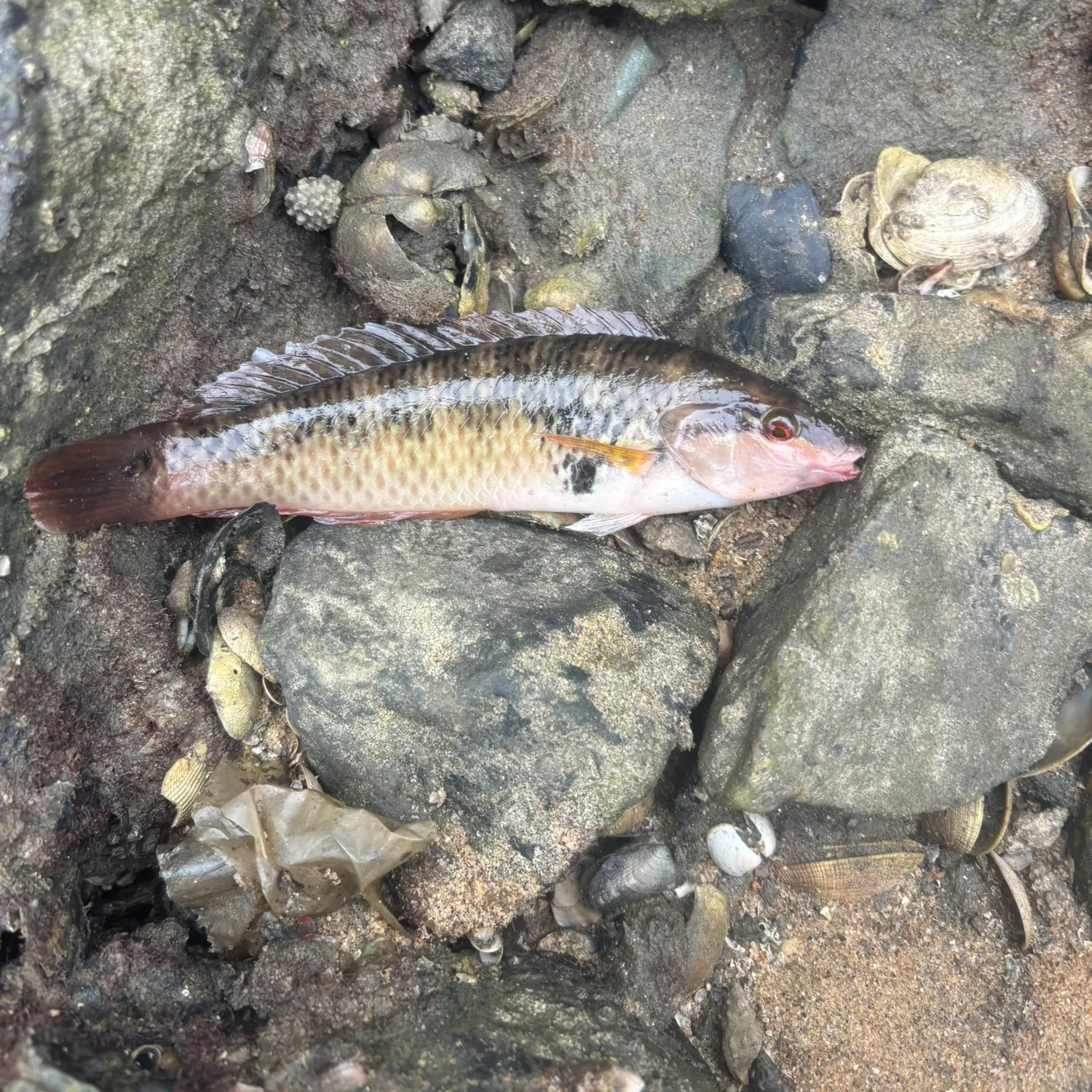 The most recent Rock wrasse catches on Fishbrain