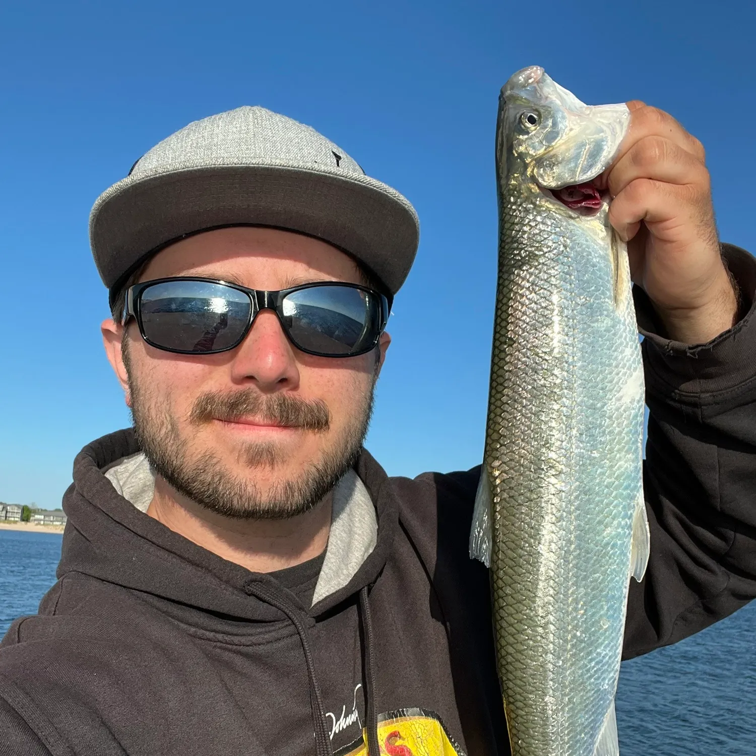 The most recent Northern cisco catches on Fishbrain