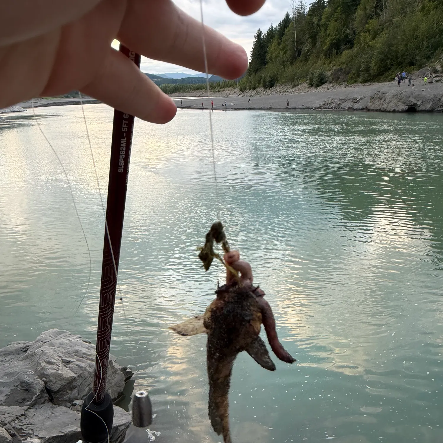 The most recent Mottled sculpin catches on Fishbrain