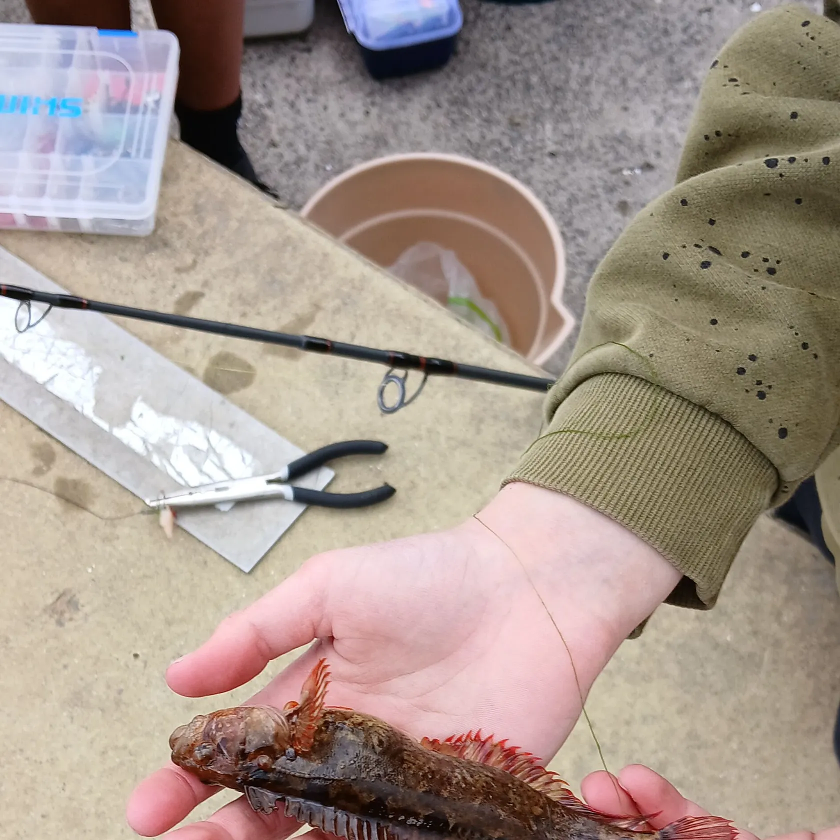 The most recent Red codling catches on Fishbrain