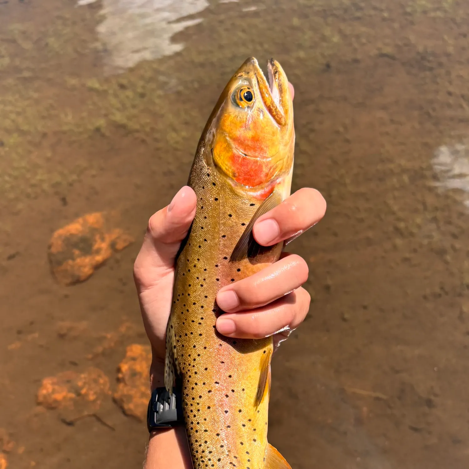 The most recent Cutthroat trout catches on Fishbrain