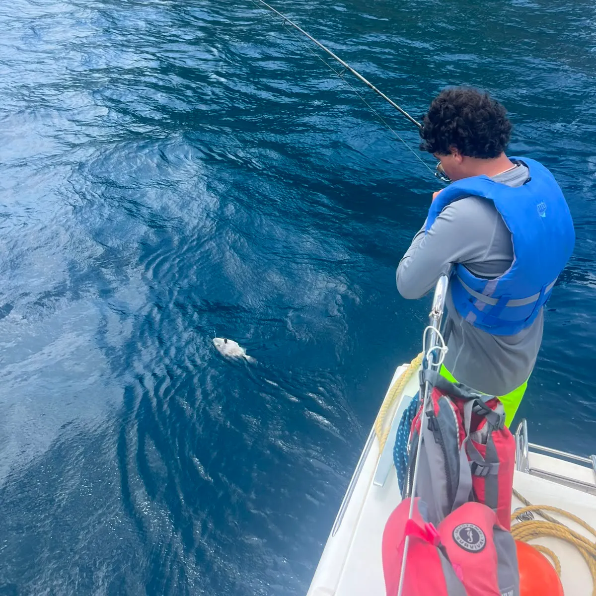 The most recent Ocean triggerfish catches on Fishbrain