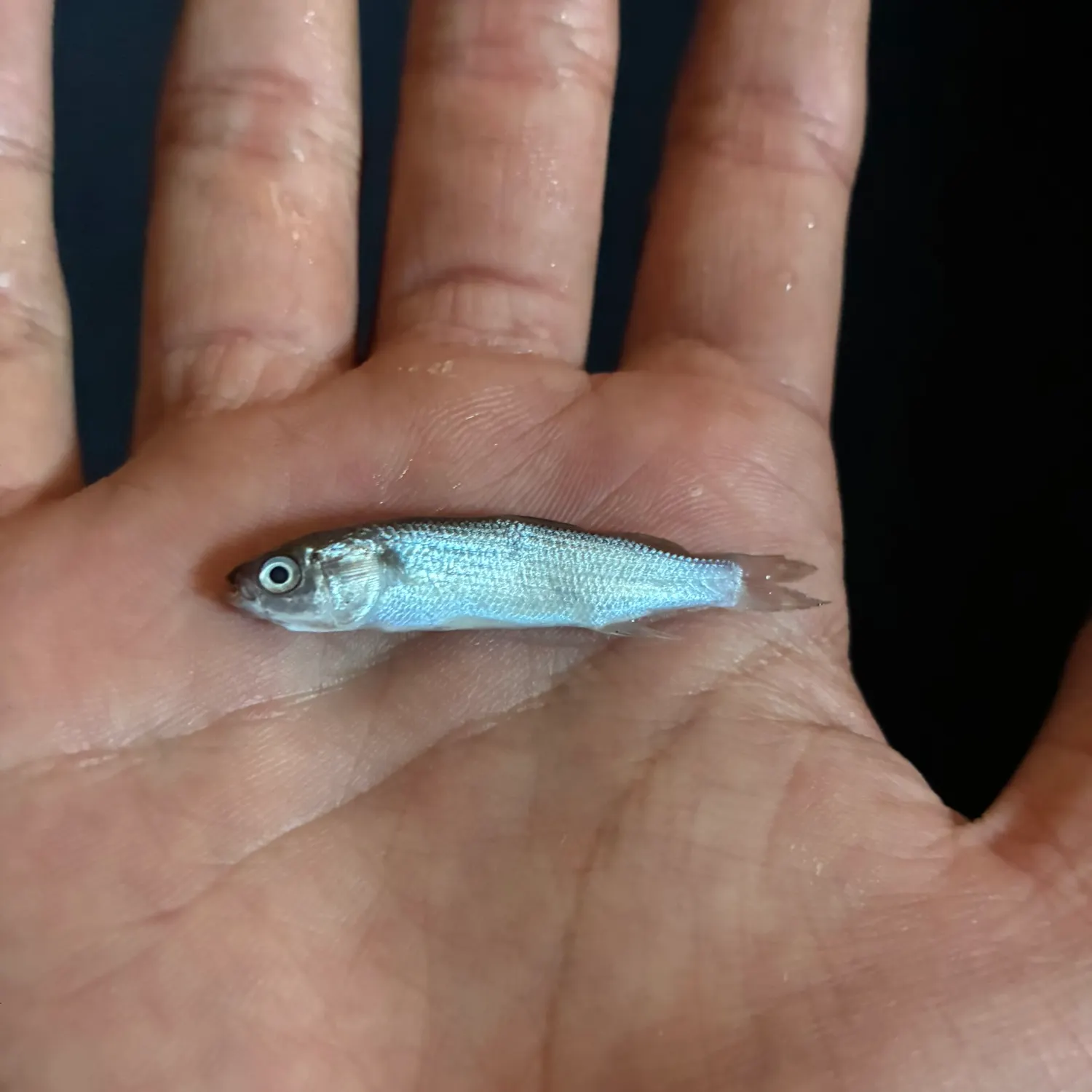 The most recent Thinlip grey mullet catches on Fishbrain