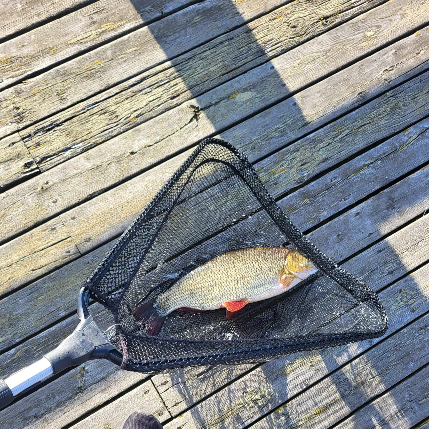 Ide caught on Fishbrain