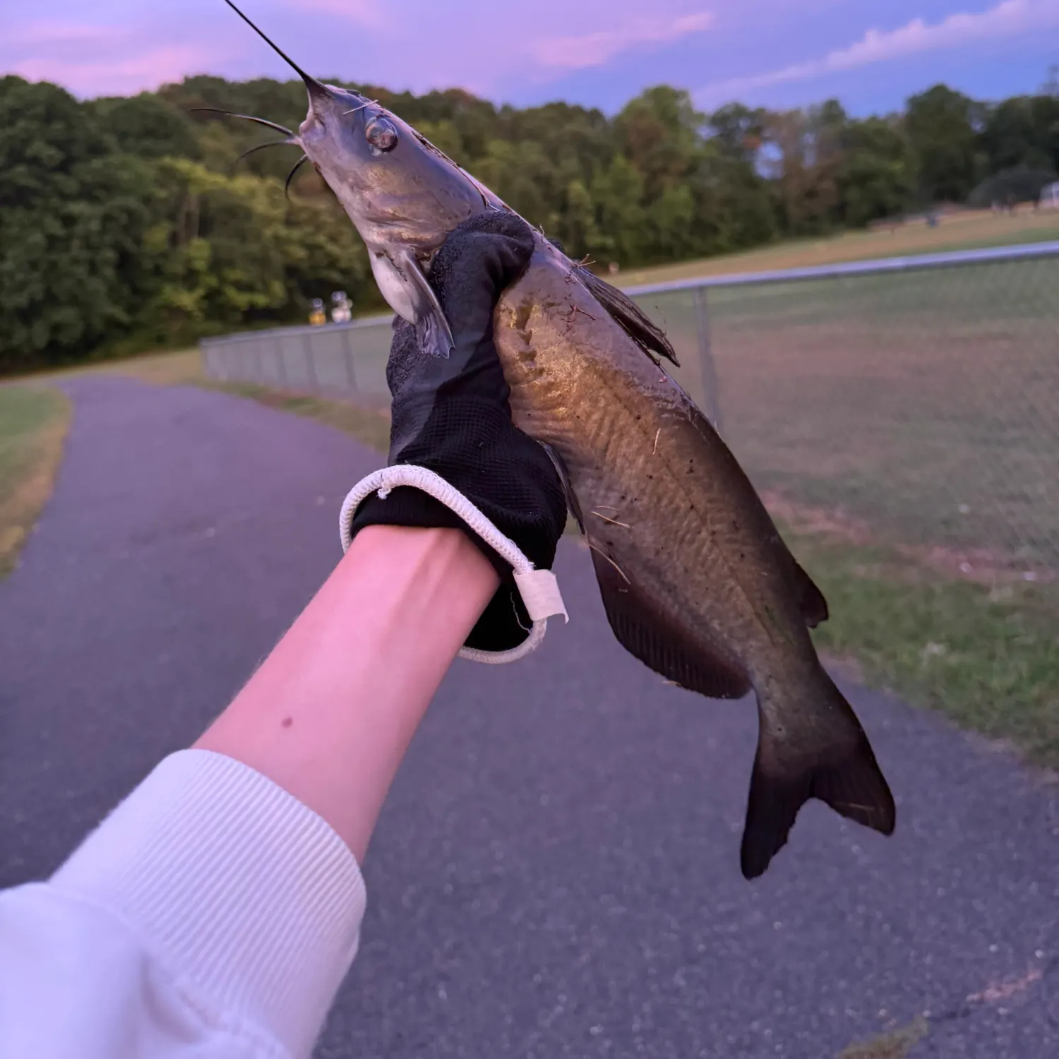 Black bullhead caught on Fishbrain