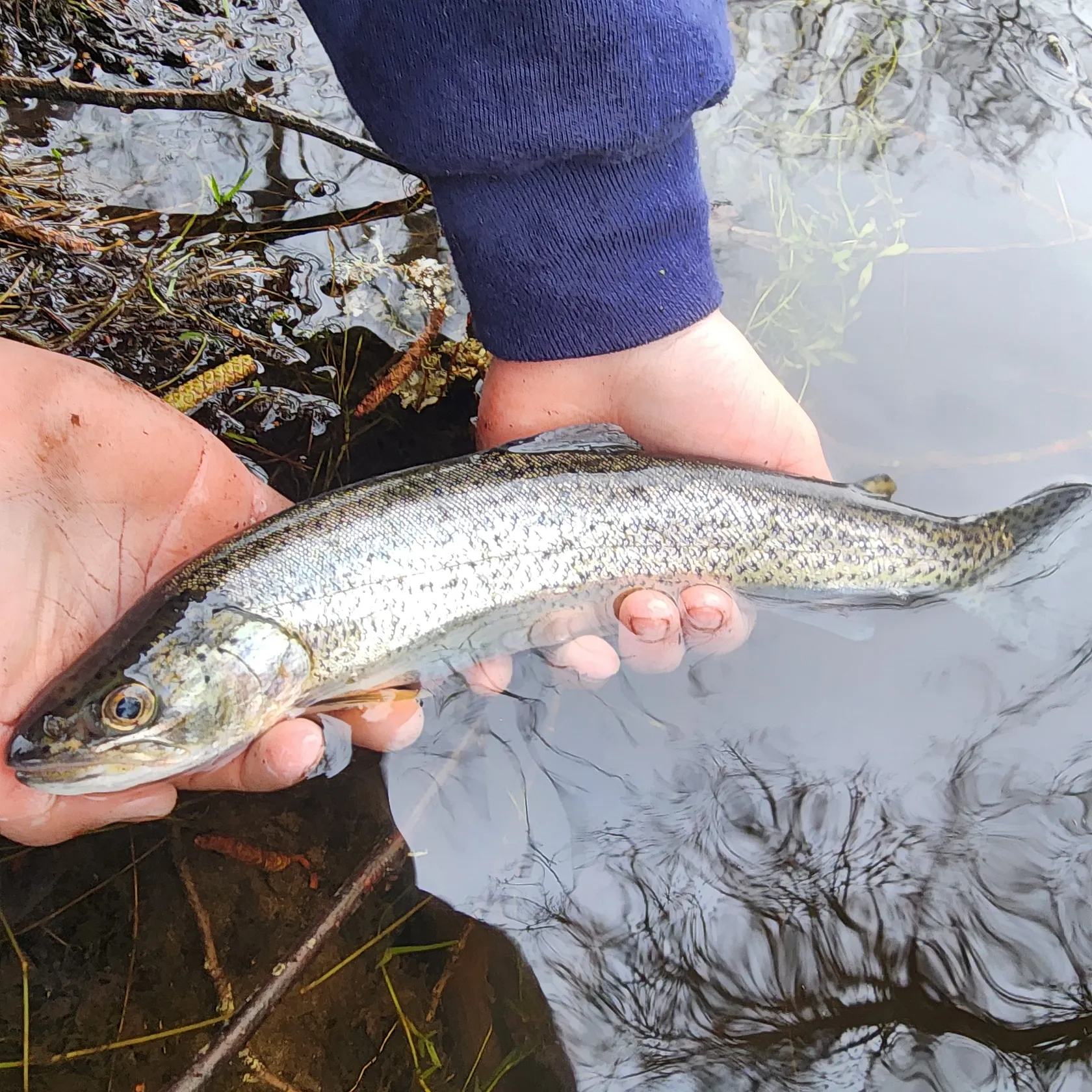 angler catch