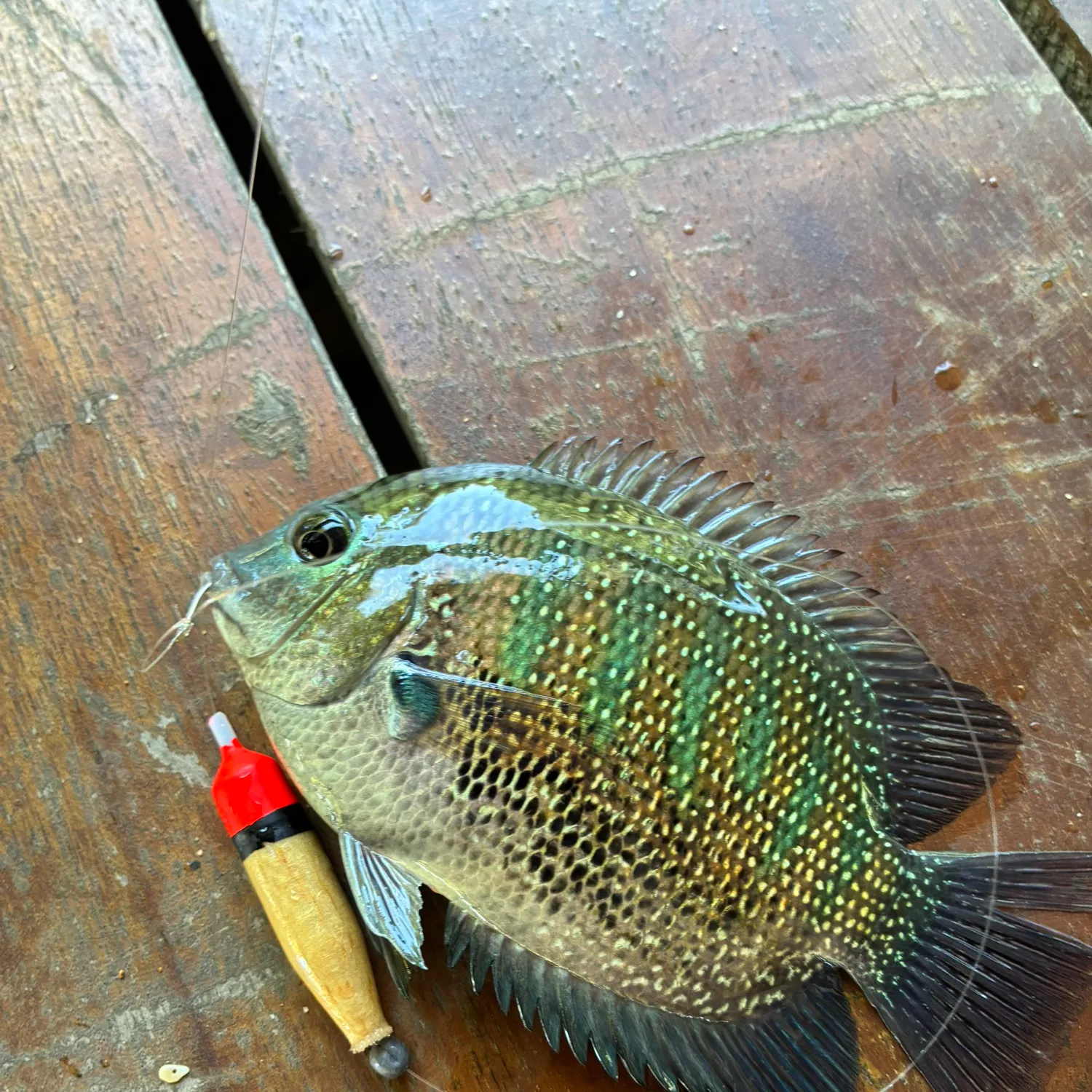 The most recent Banded tilapia catches on Fishbrain