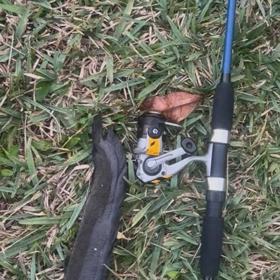 The most recent Walking catfish catches on Fishbrain