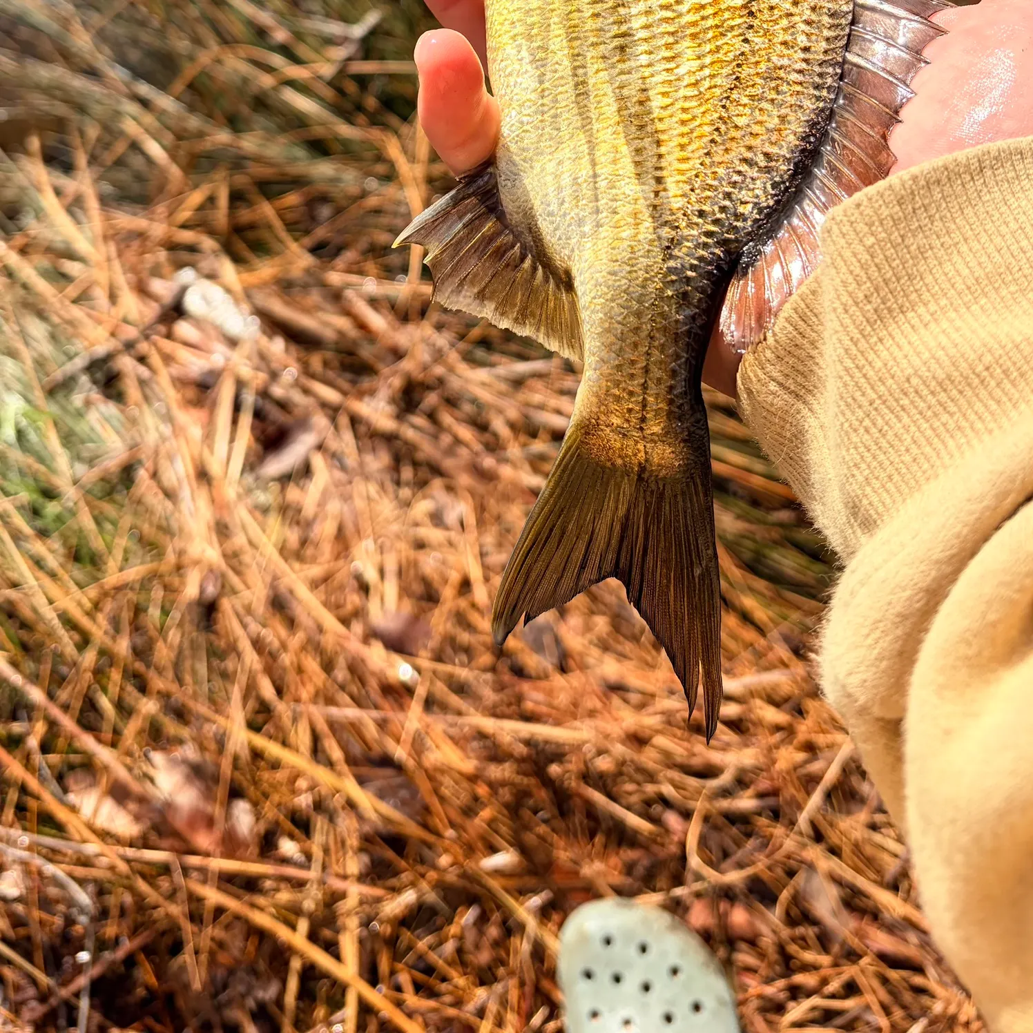 Southern black bream caught on Fishbrain