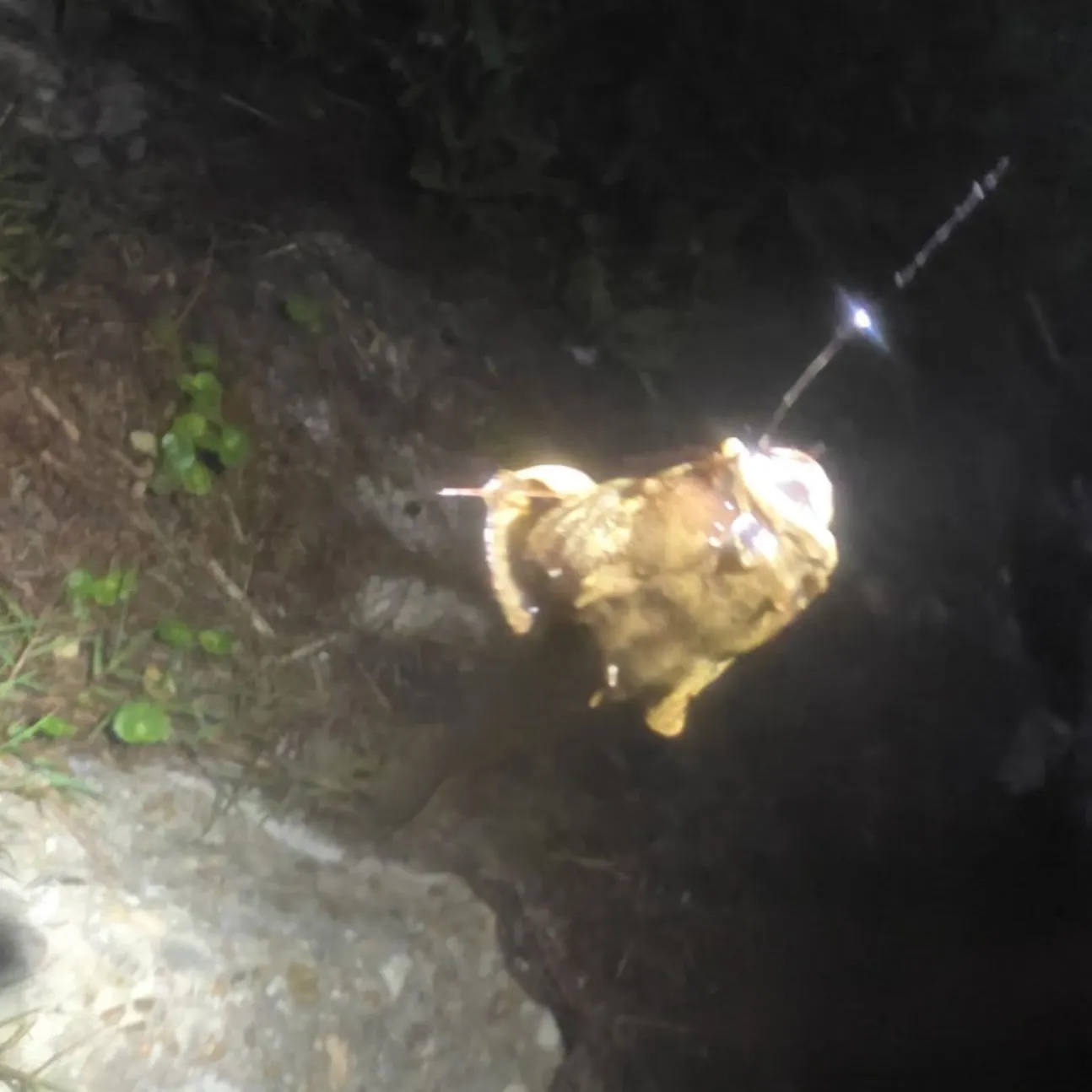 The most recent Estuarine stonefish catches on Fishbrain