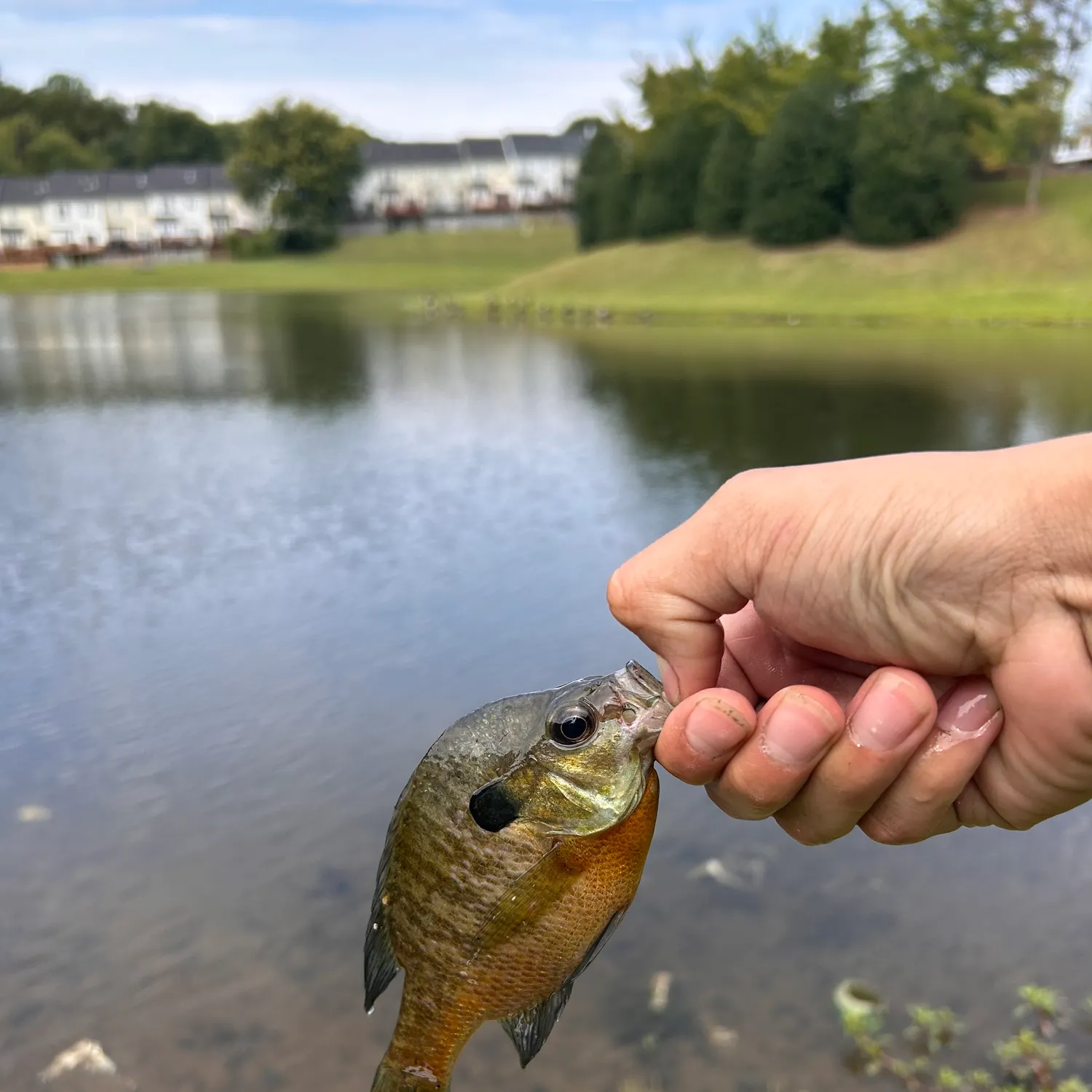 Bluegill caught on Fishbrain