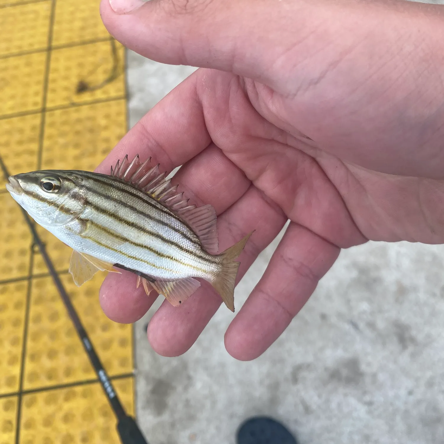 The most recent Striped trumpeter catches on Fishbrain