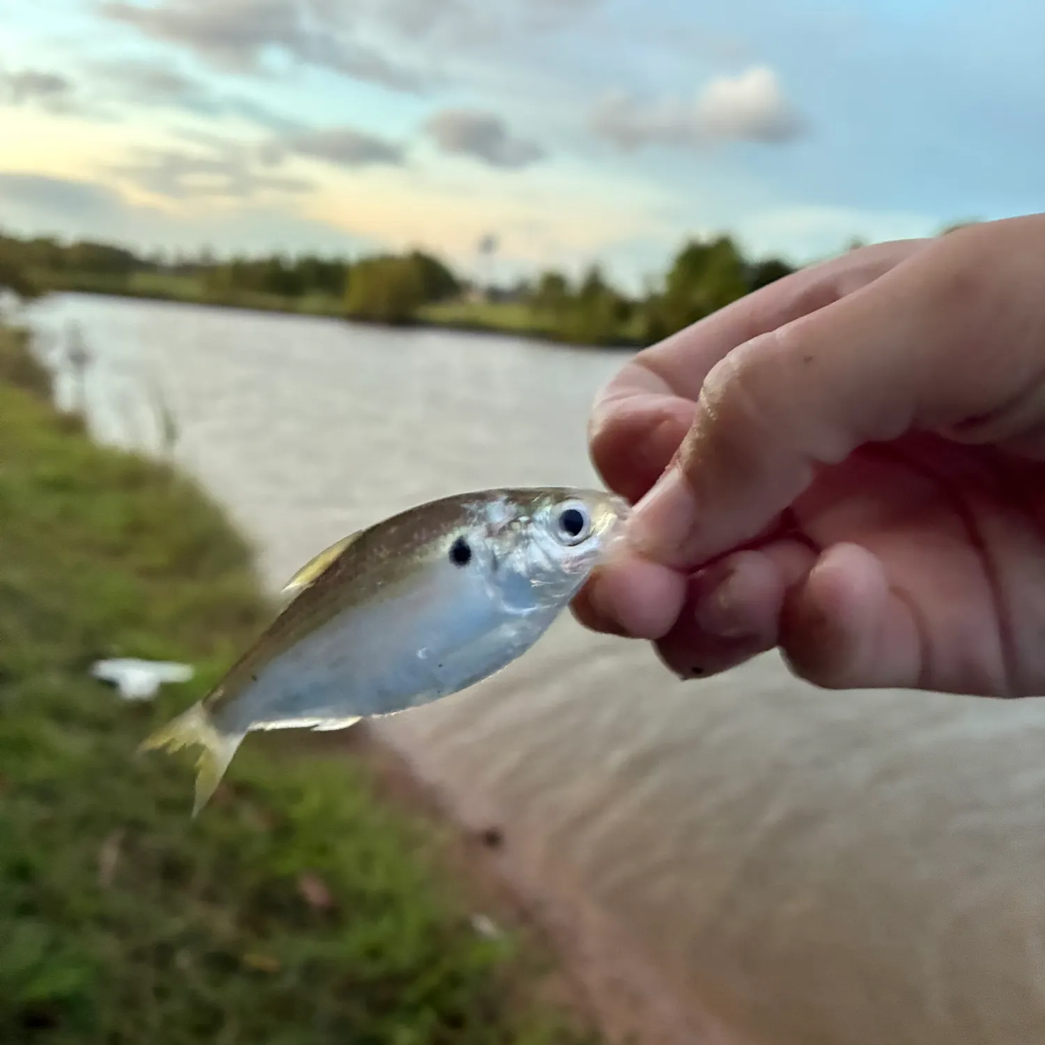 American gizzard shad caught on Fishbrain
