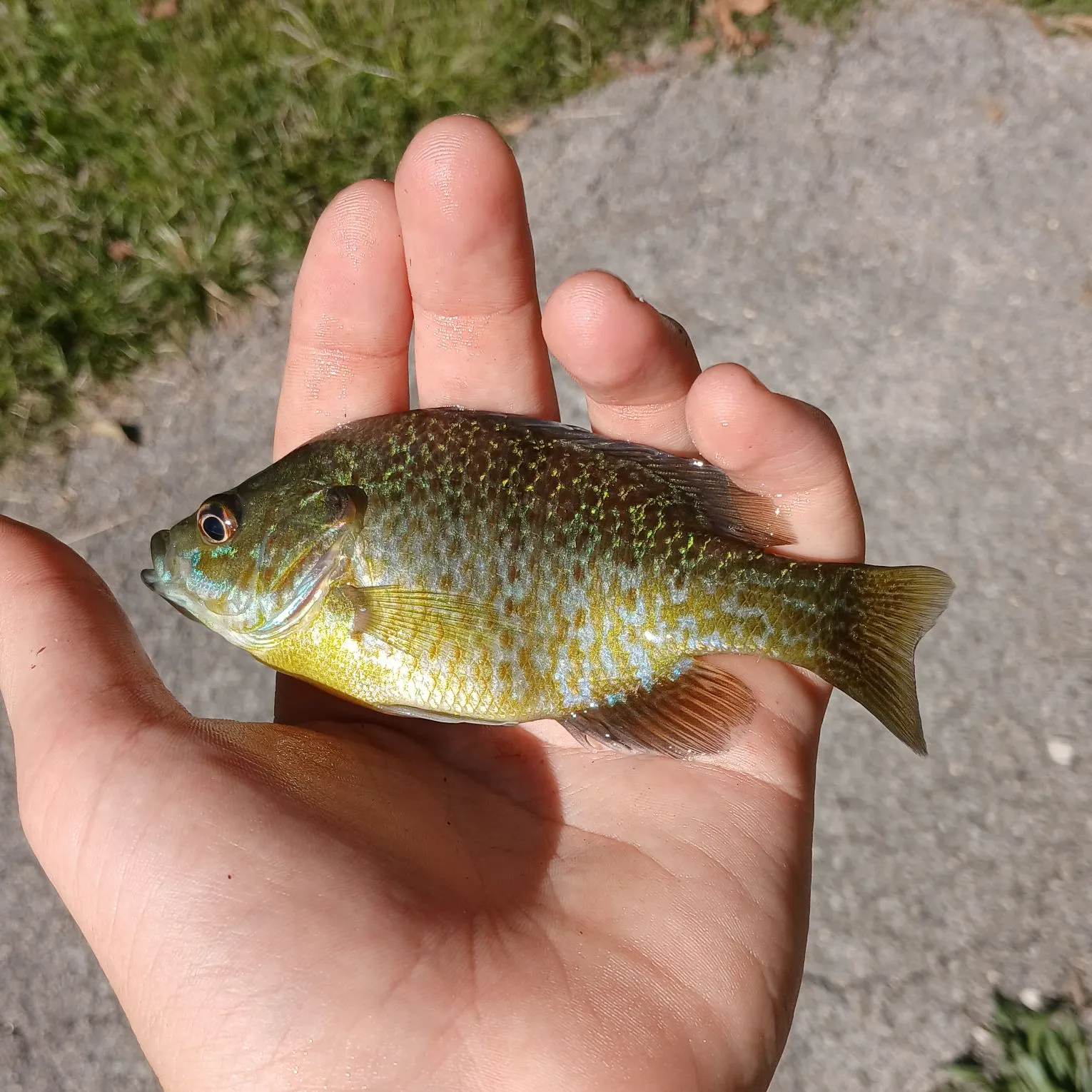 Pumpkinseed caught on Fishbrain