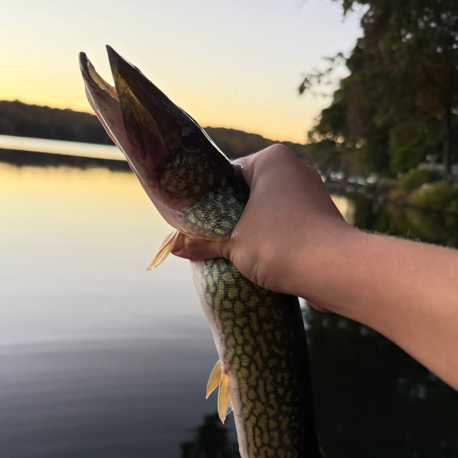 Chain pickerel caught on Fishbrain