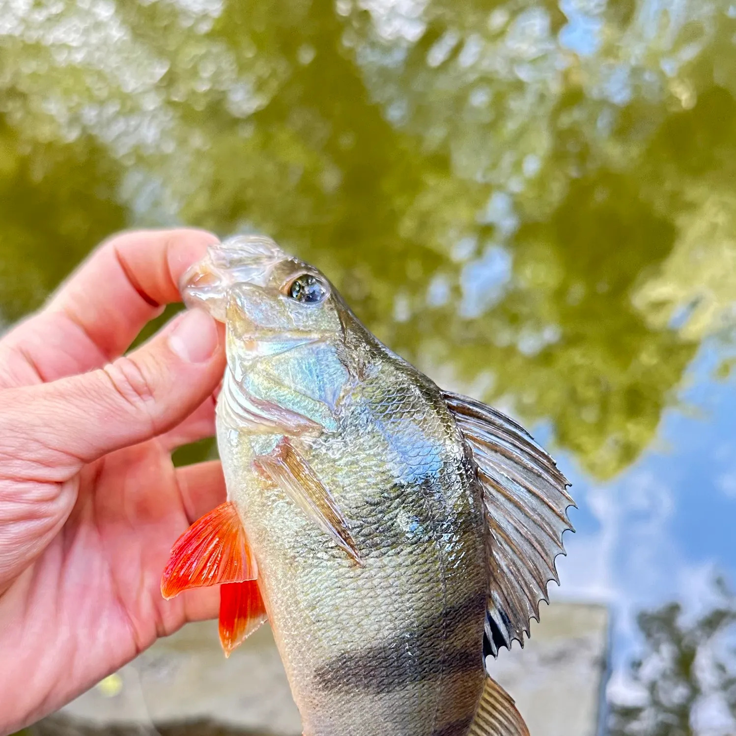 European perch caught on Fishbrain
