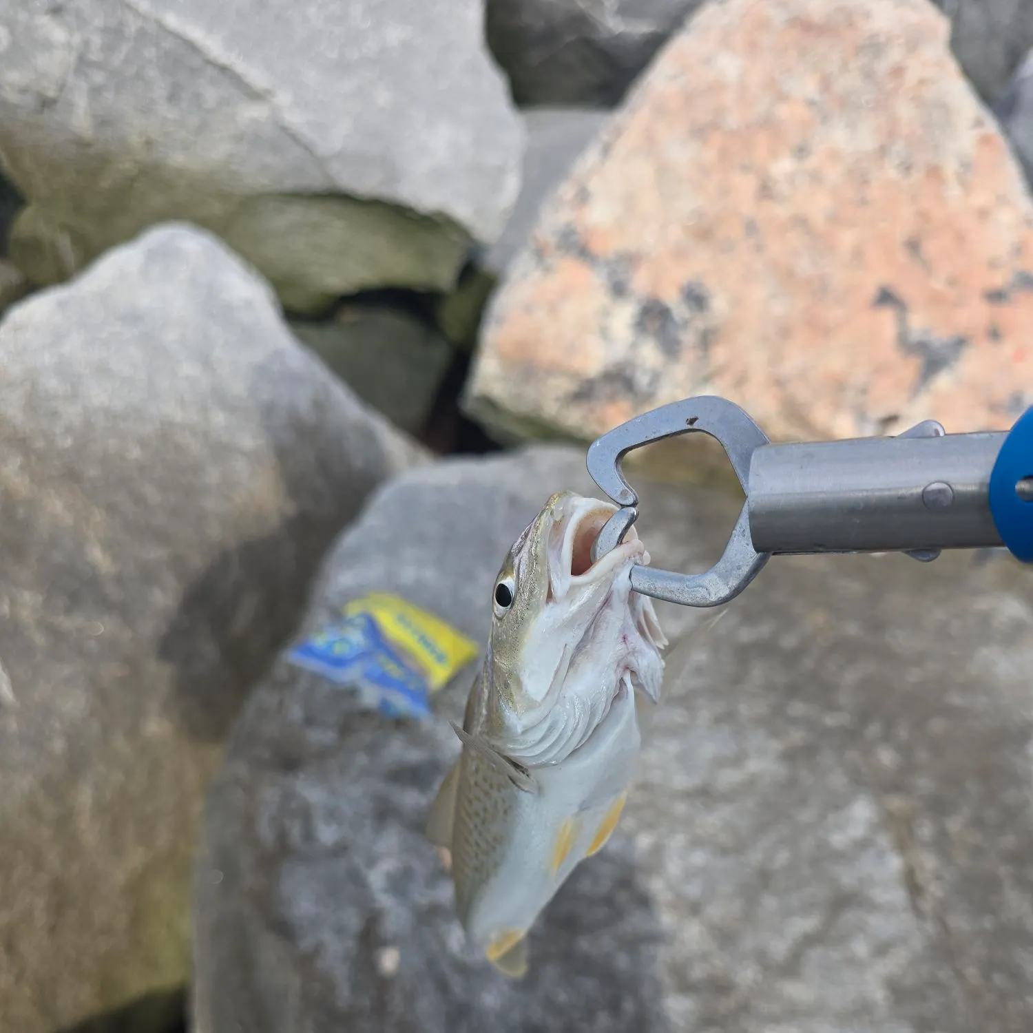 The most recent Atlantic croaker catches on Fishbrain