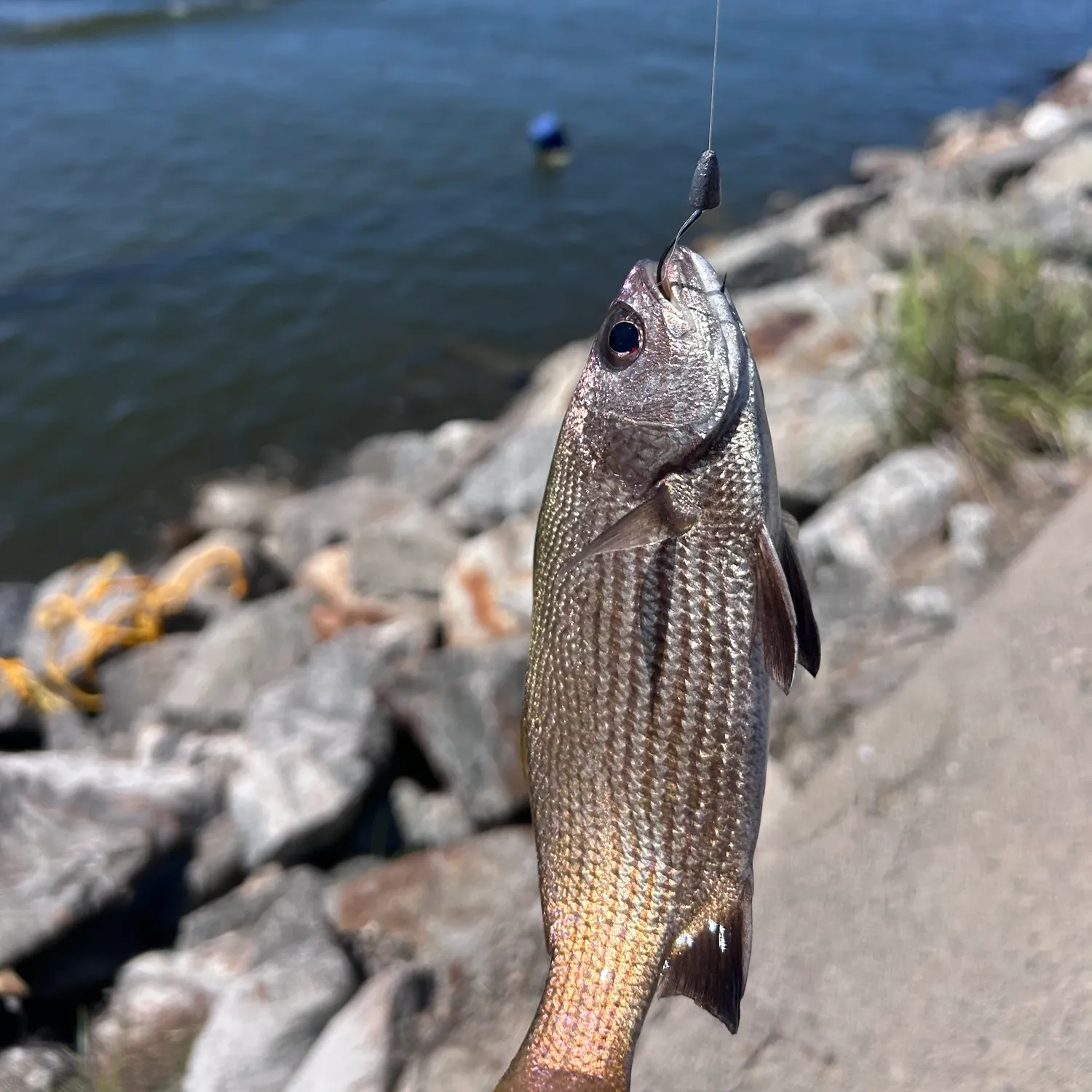 The most recent Southern black bream catches on Fishbrain