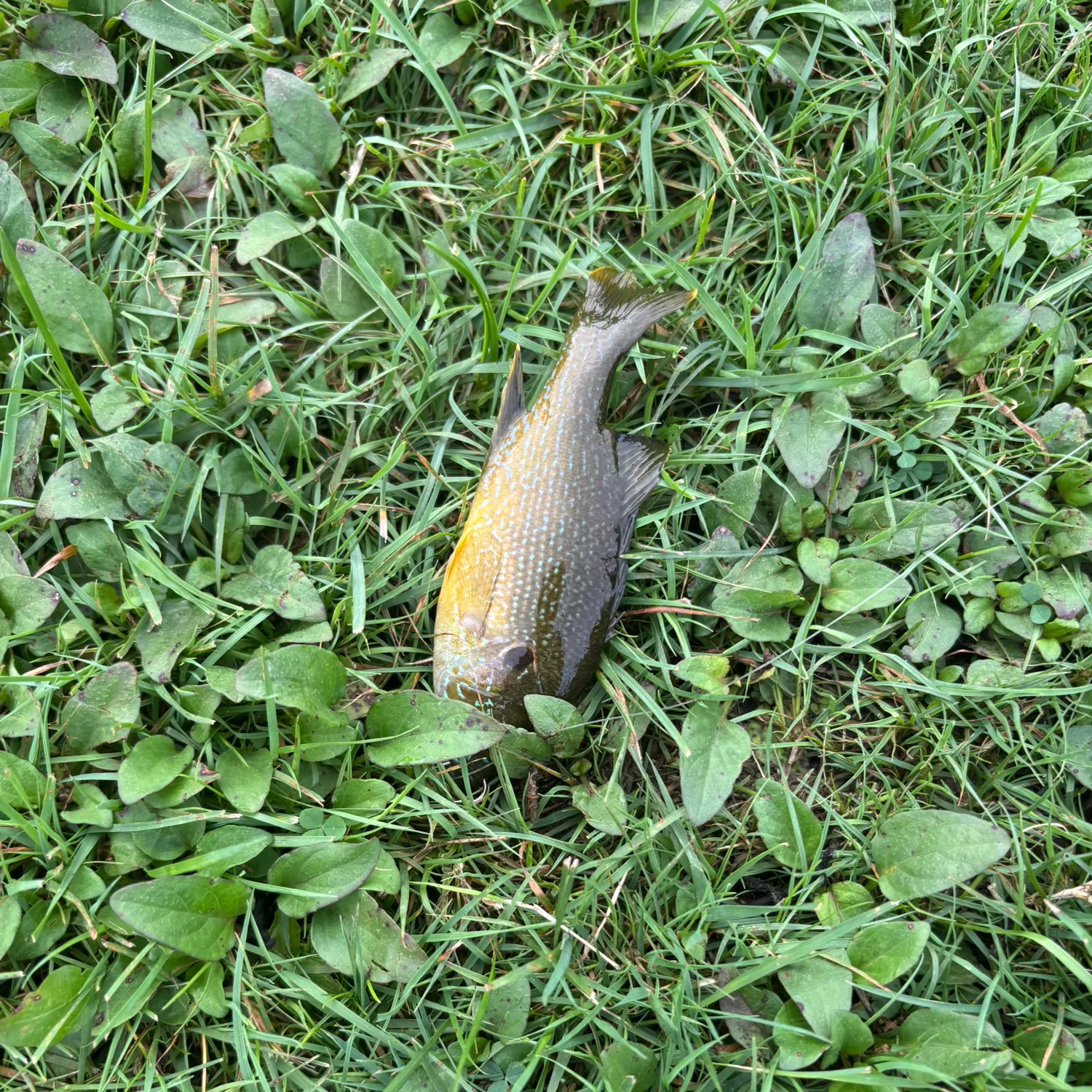 Bluegill caught on Fishbrain