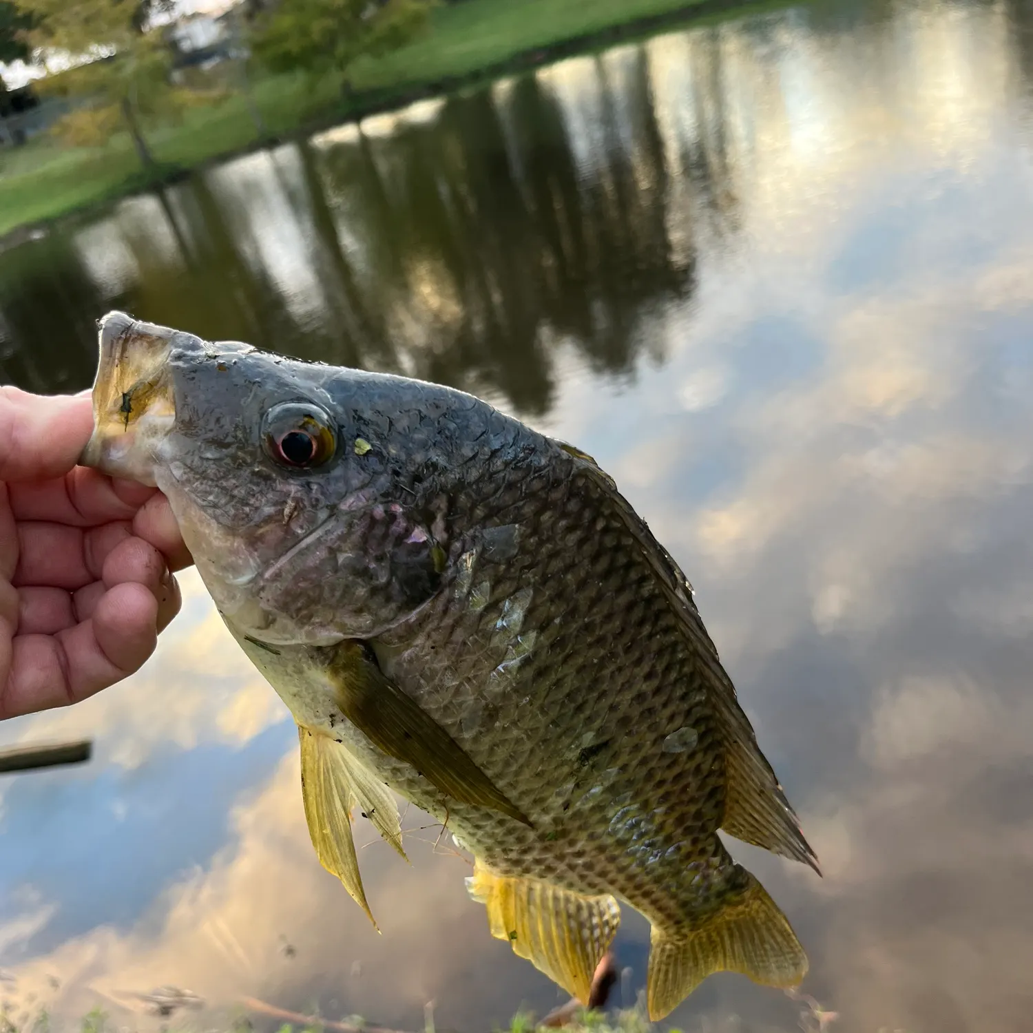 The most recent Longfin tilapia catches on Fishbrain