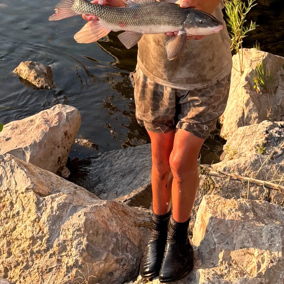 The most recent June sucker catches on Fishbrain