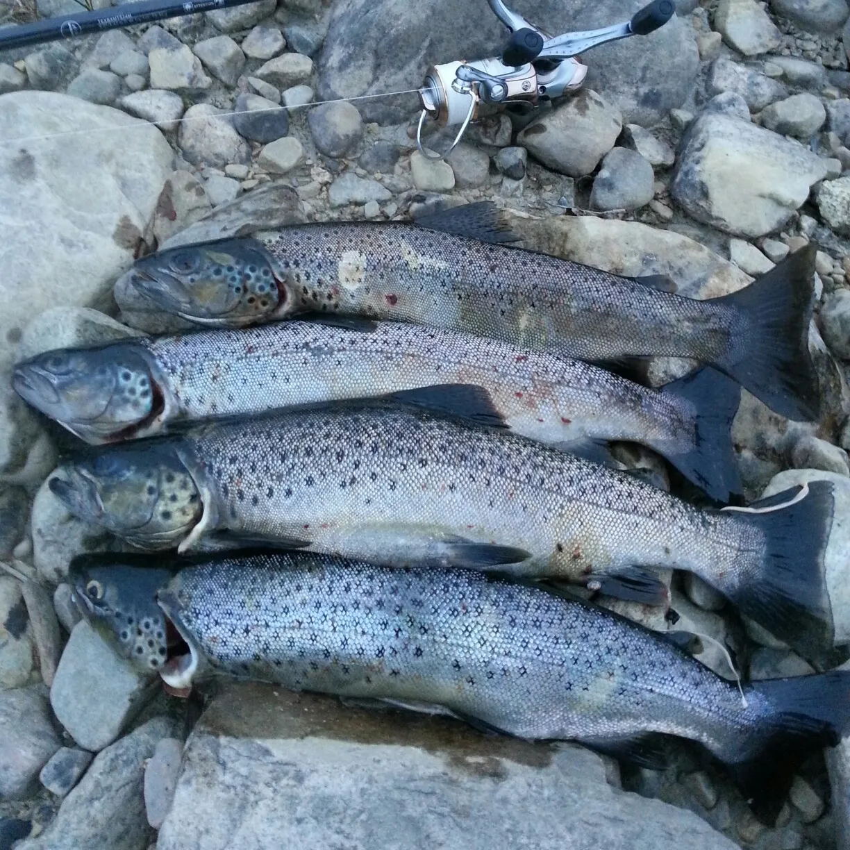 recently logged catches