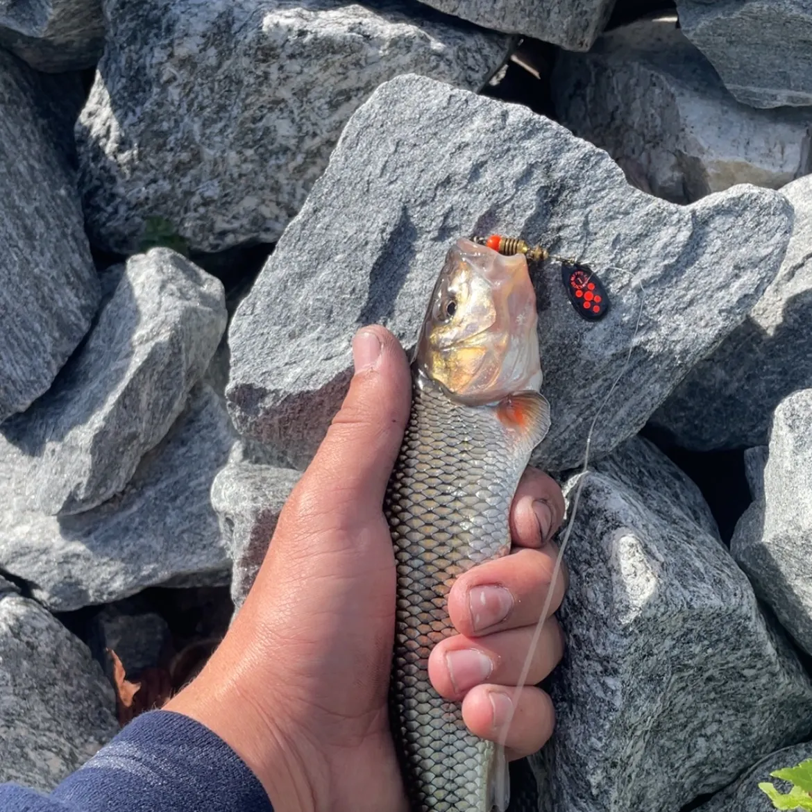 Fallfish caught on Fishbrain