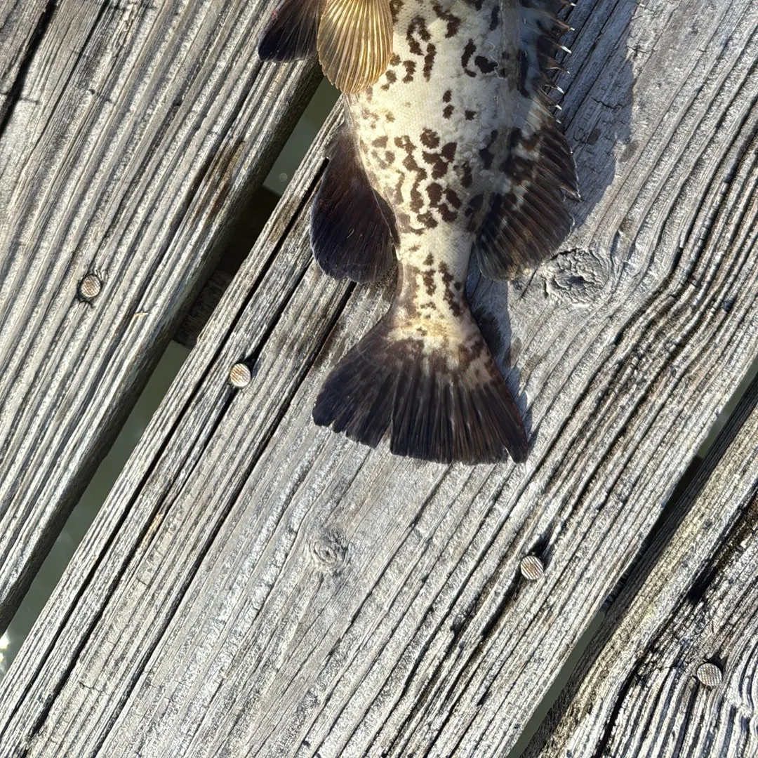 The most recent Gag grouper catches on Fishbrain