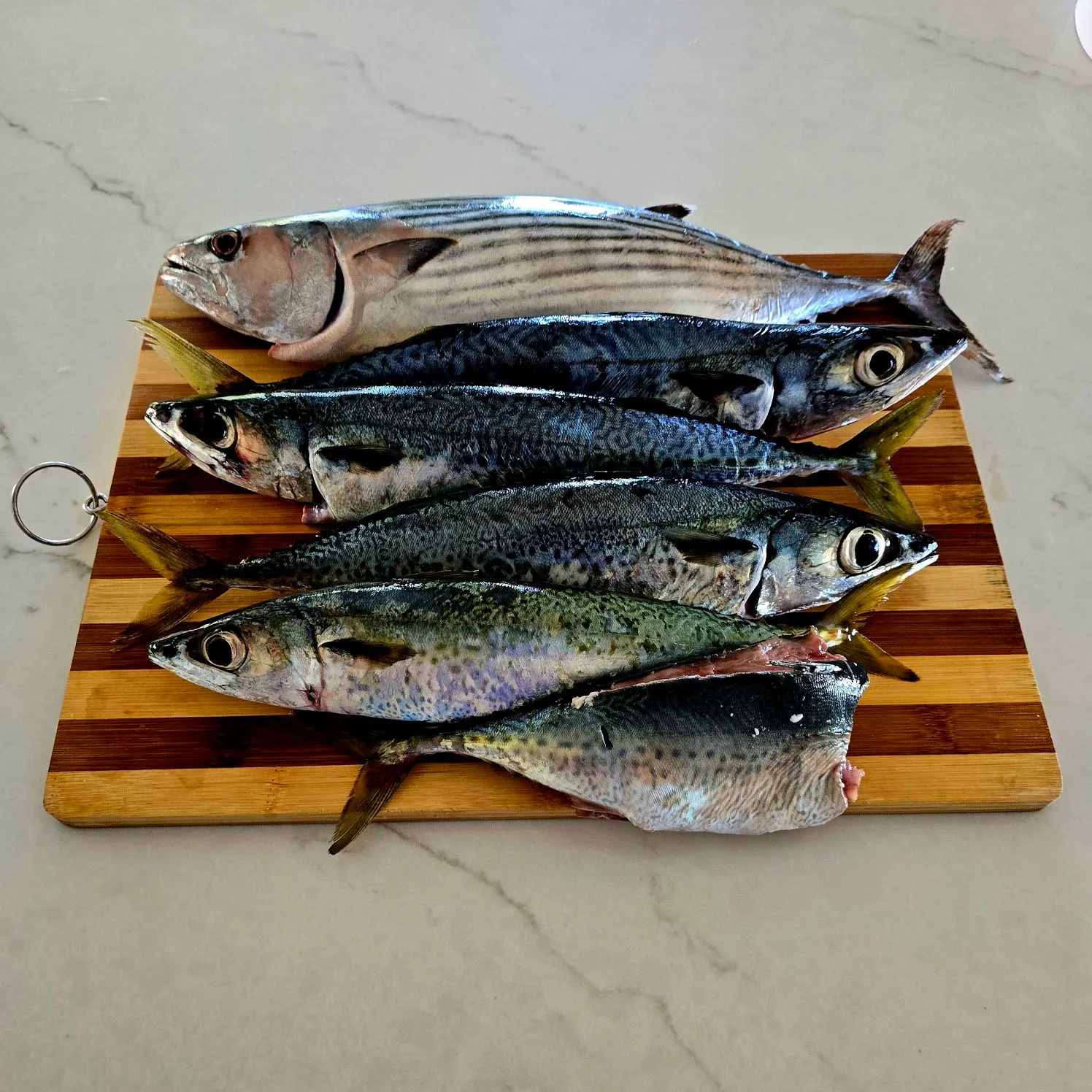 The most popular recent Pacific chub mackerel catch on Fishbrain