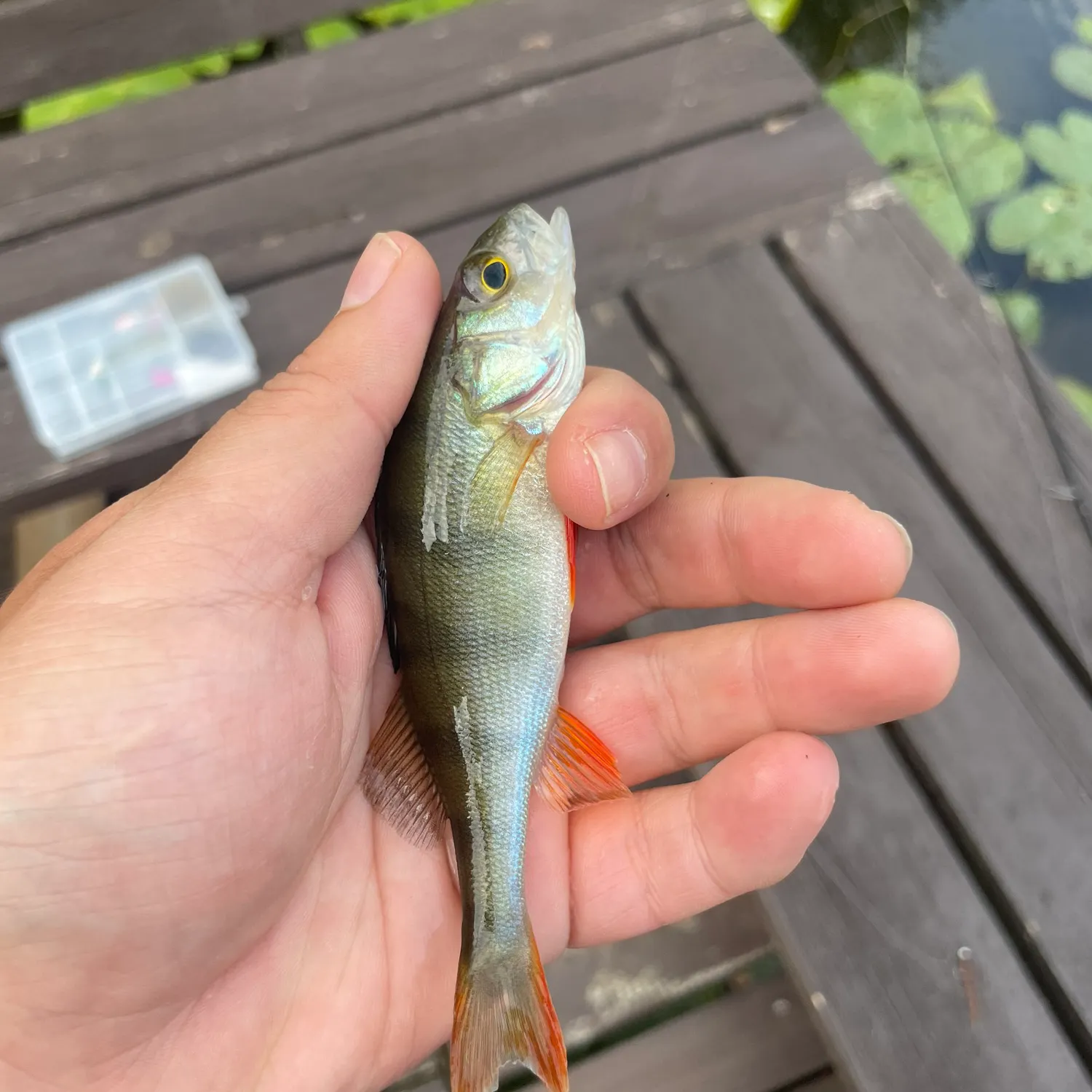 European perch caught on Fishbrain