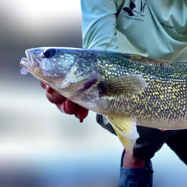 Walleye caught on Fishbrain