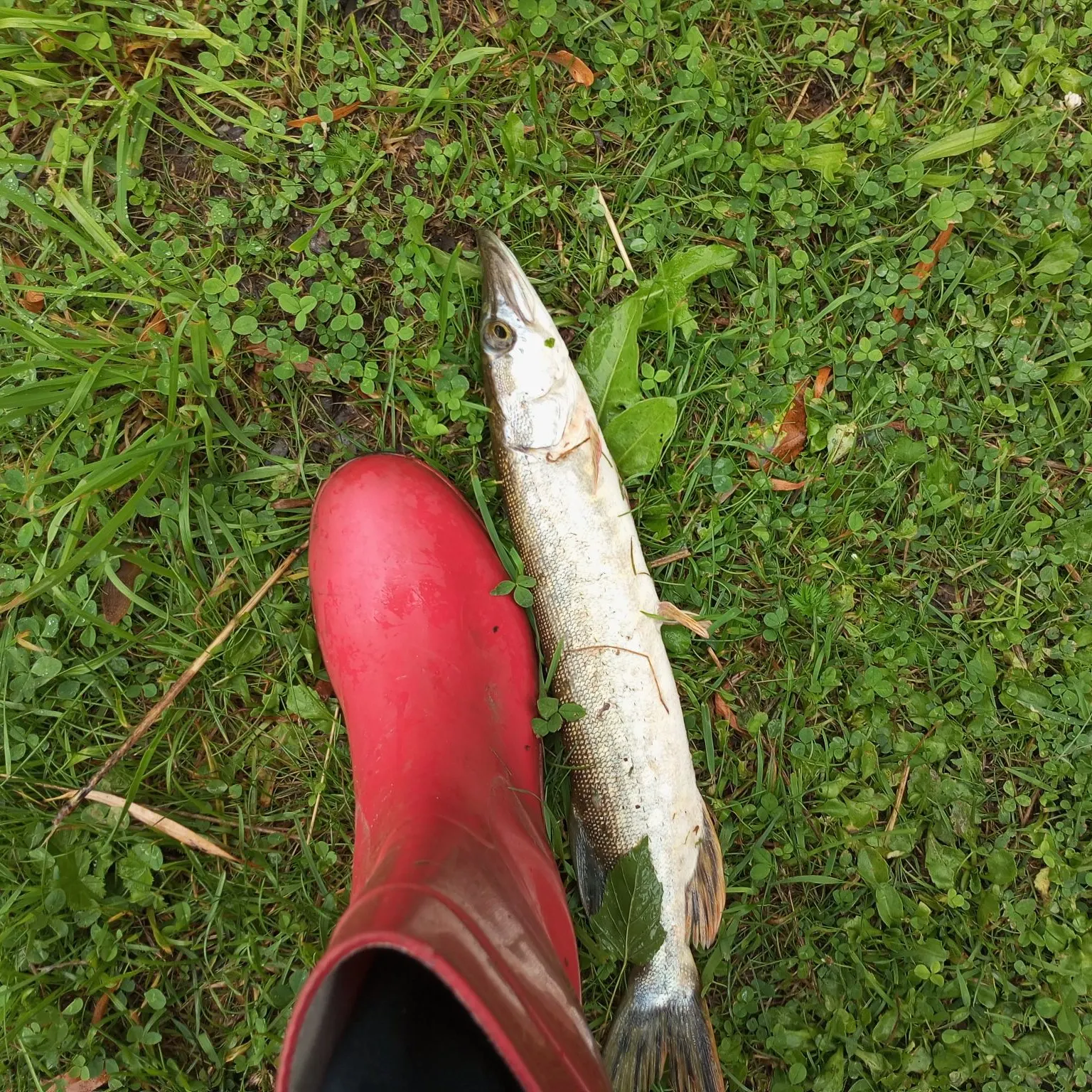 Fish caught on Fishbrain