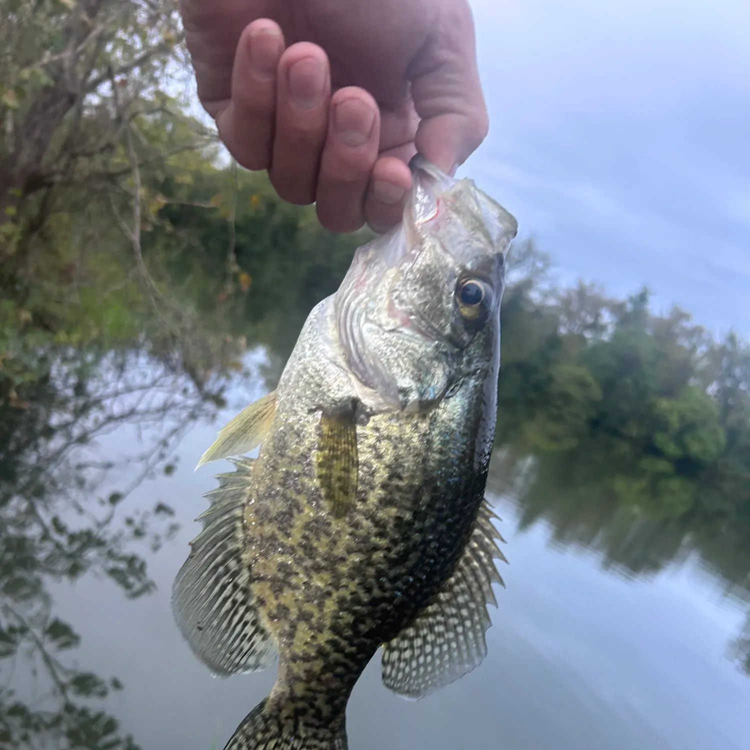 Black crappie caught on Fishbrain