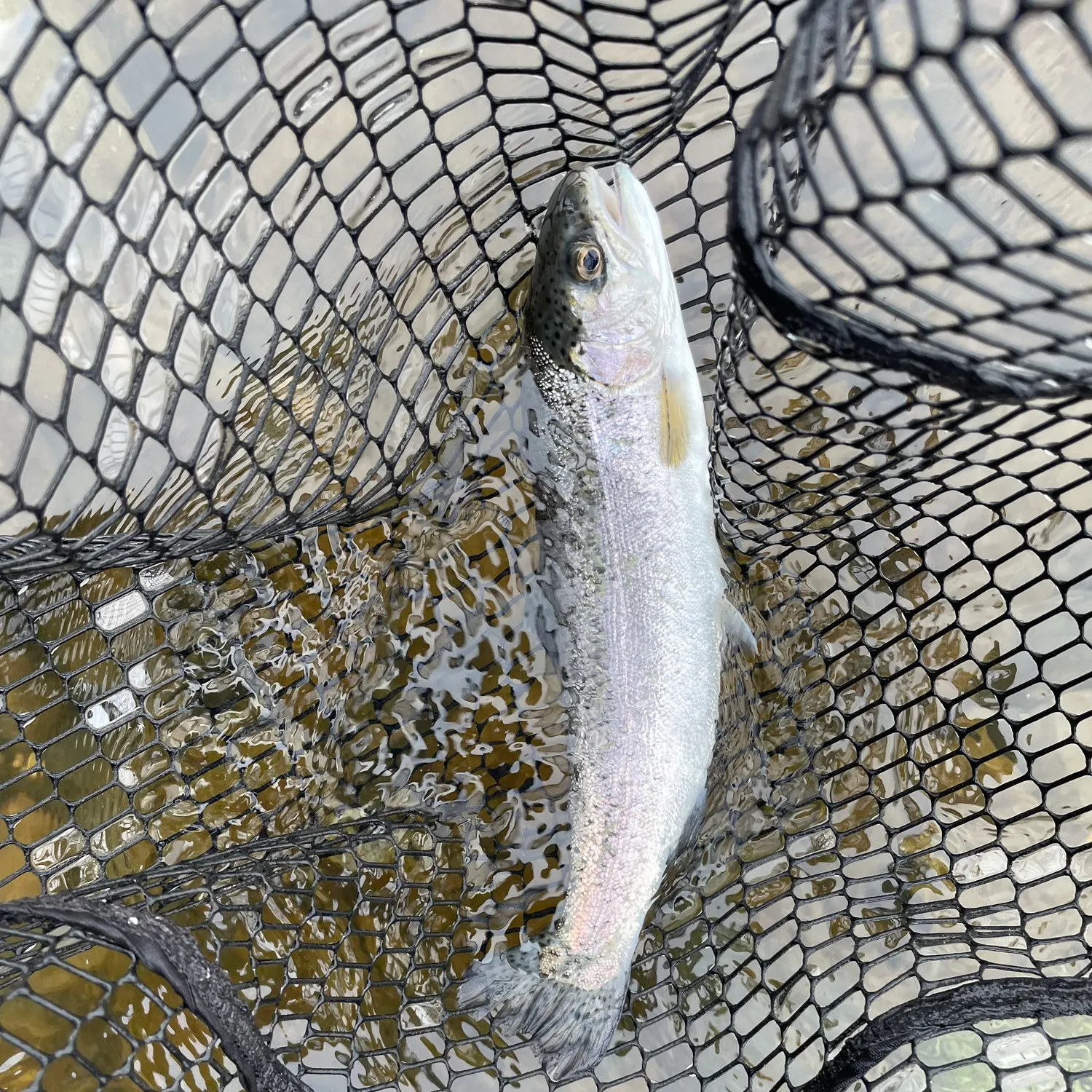 The most recent Steelhead catches on Fishbrain