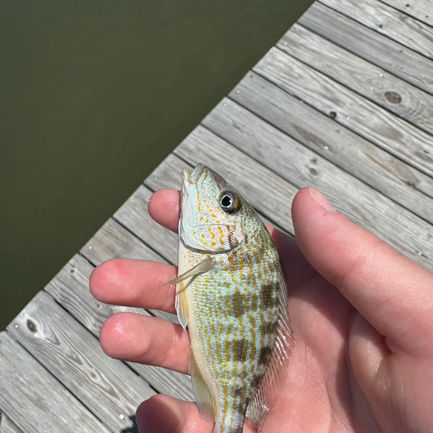 The most recent Pigfish catches on Fishbrain