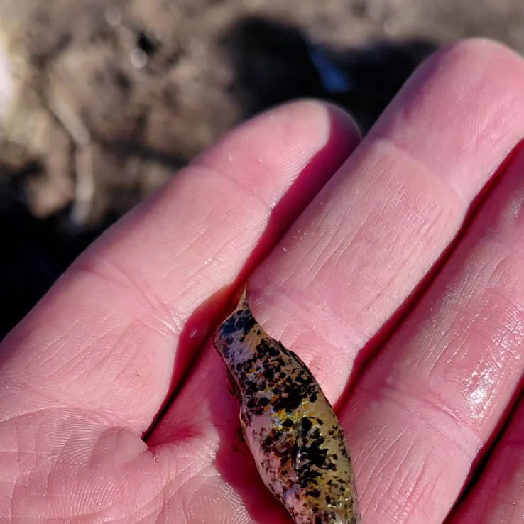 The most recent Western mosquitofish catches on Fishbrain