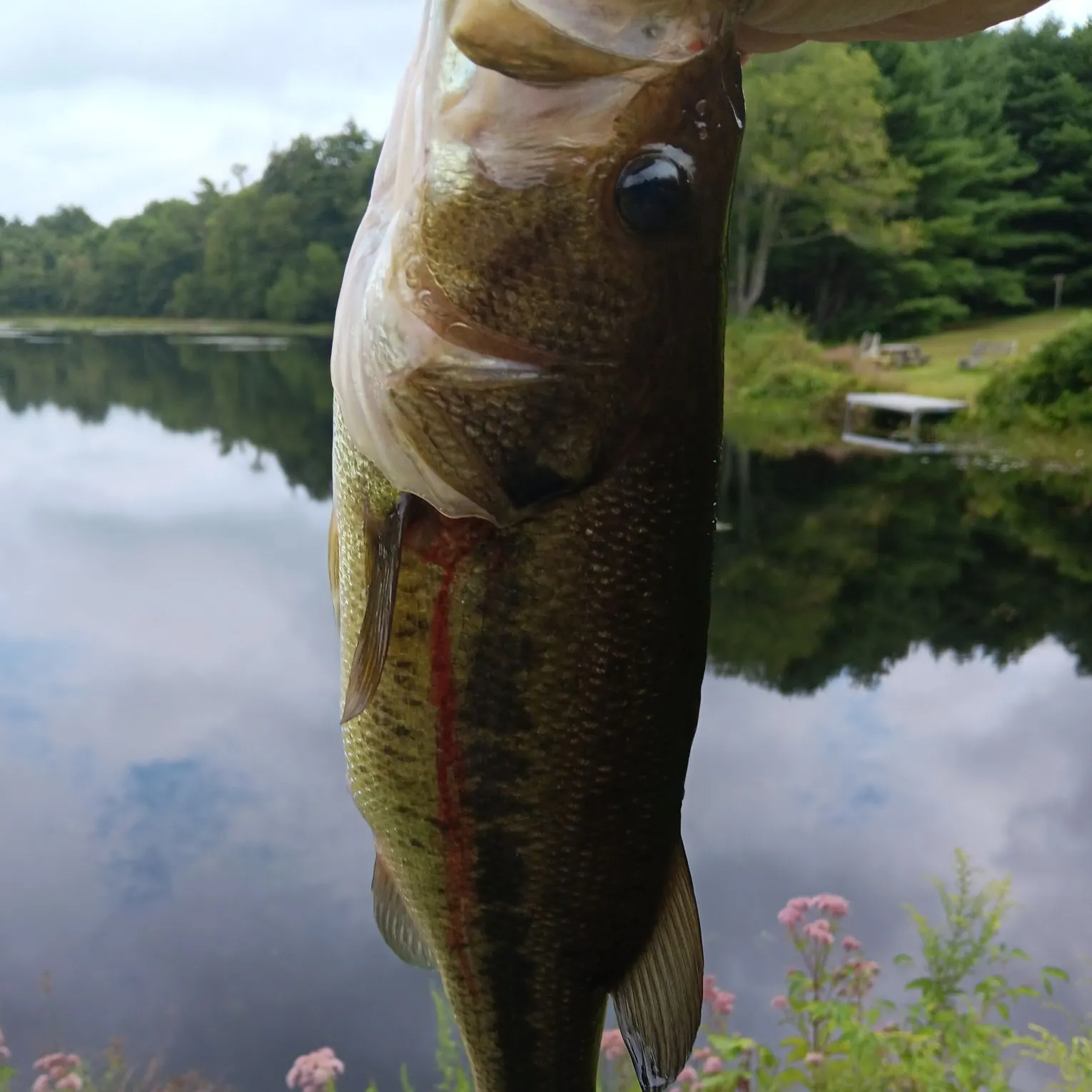Largemouth bass caught on Fishbrain