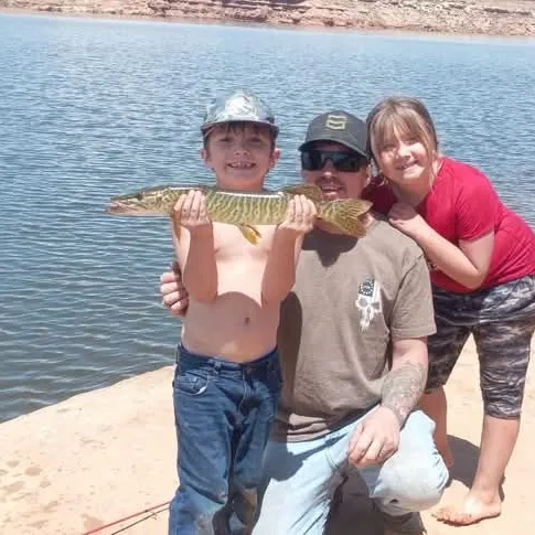 Tiger muskie caught on Fishbrain
